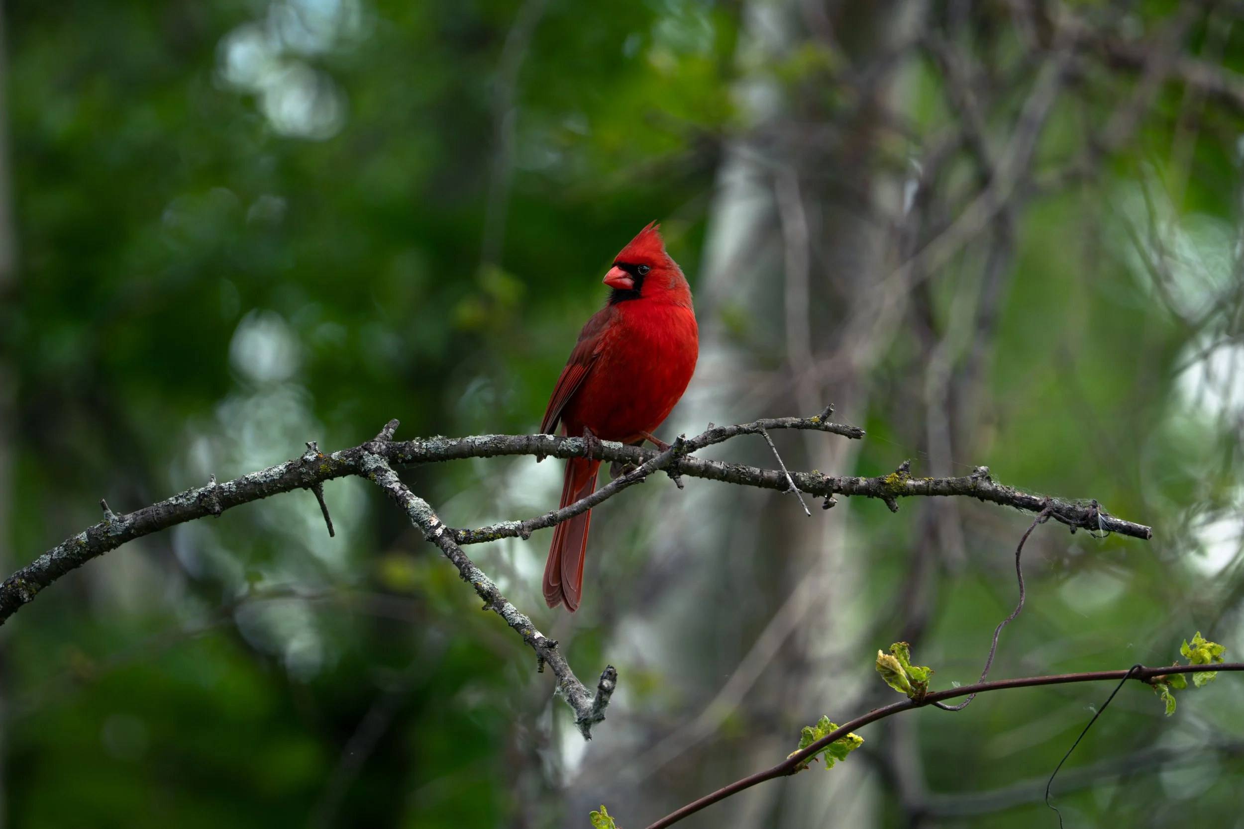 DSC01703.jpg