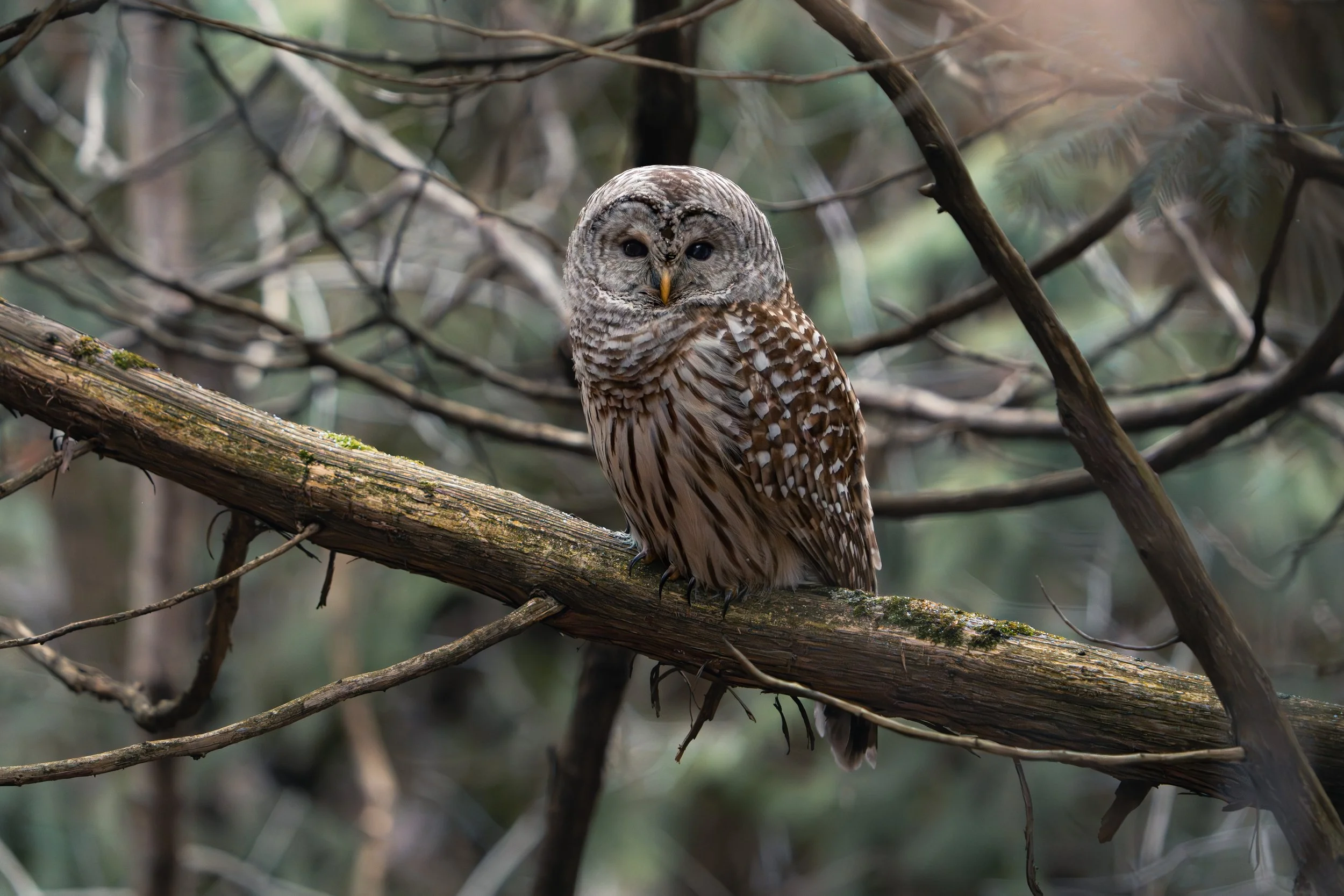 Finding Owls in the Forest: Personal Insights and 4 Must-Have Tips