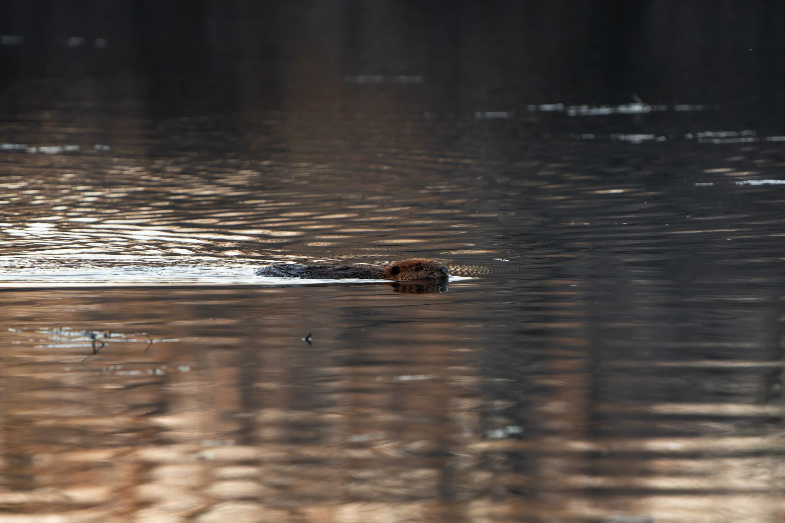 A beaver swimming in water with ripples and reflections, with dark blurred background.