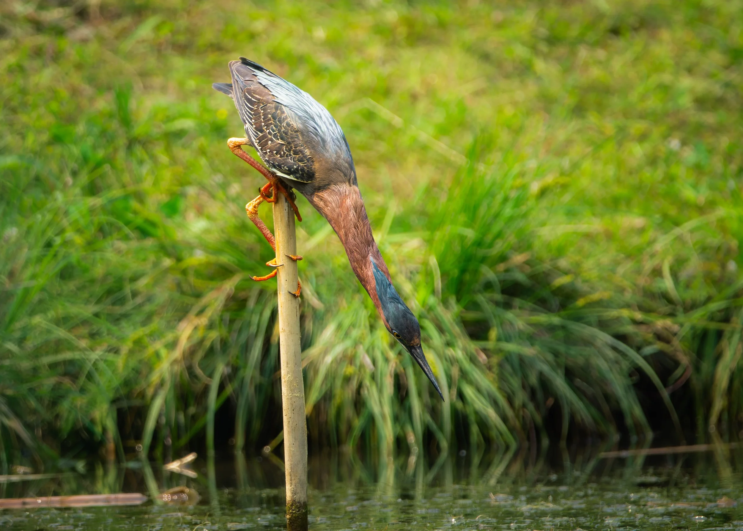 A bird perched on a young plant stem in a green, grassy wetland area.