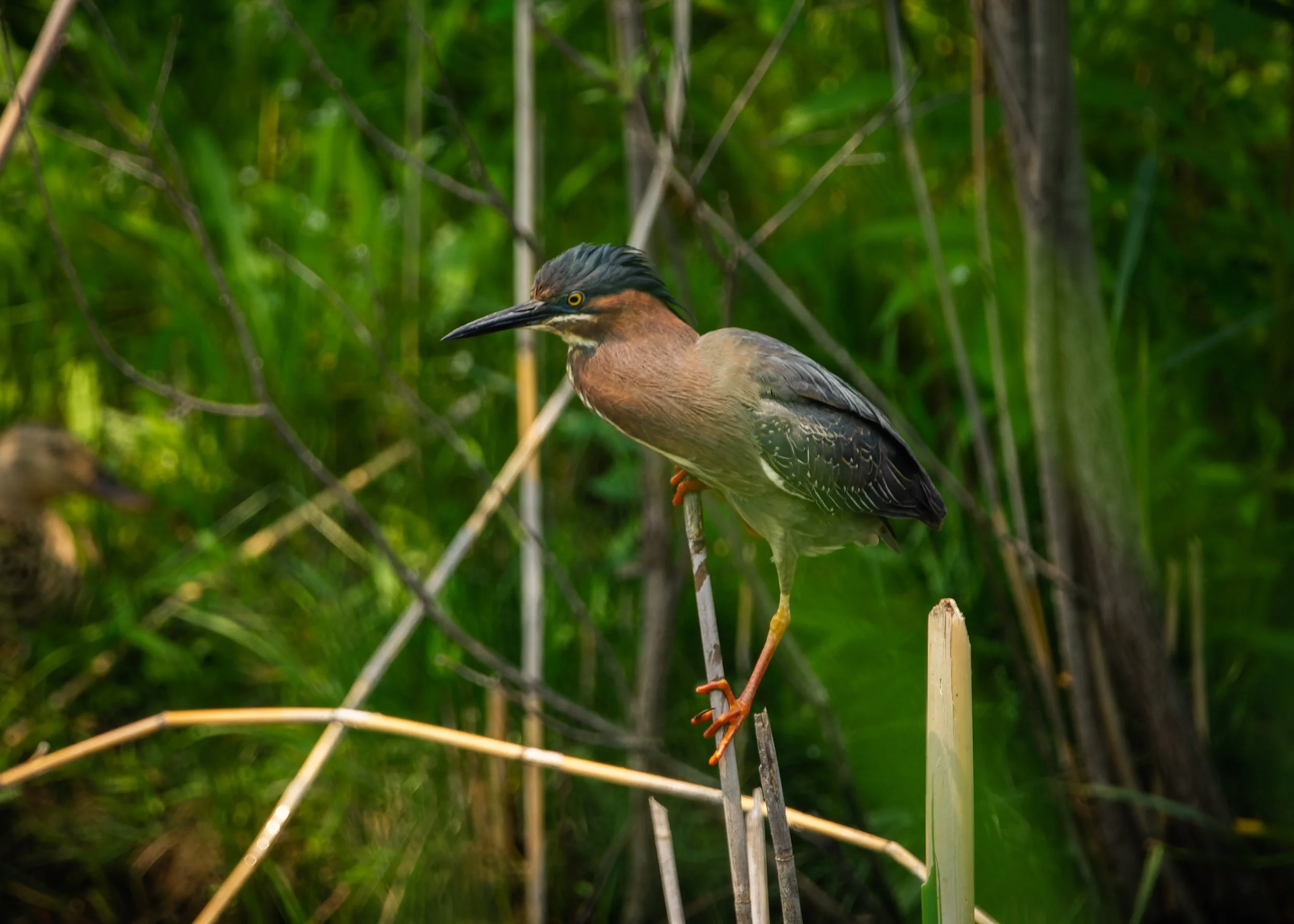 A heron is perched on reeds and cattails in a wetlands area with dense green vegetation in the background.