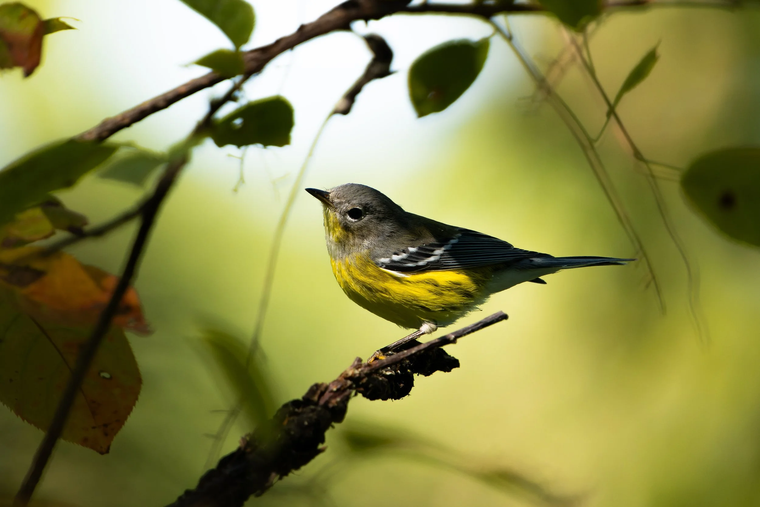 A small bird with gray and yellow feathers perched on a thin branch among green leaves.