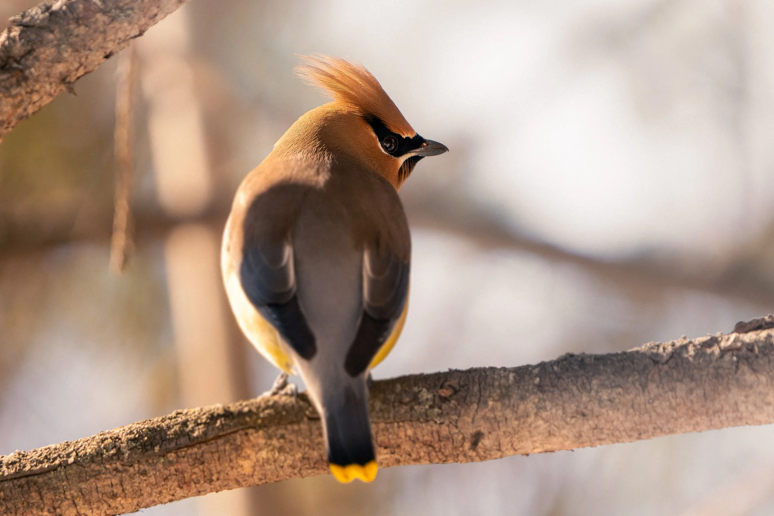 A colorful bird with a prominent crest, dark face mask, and yellow tail perched on a branch.