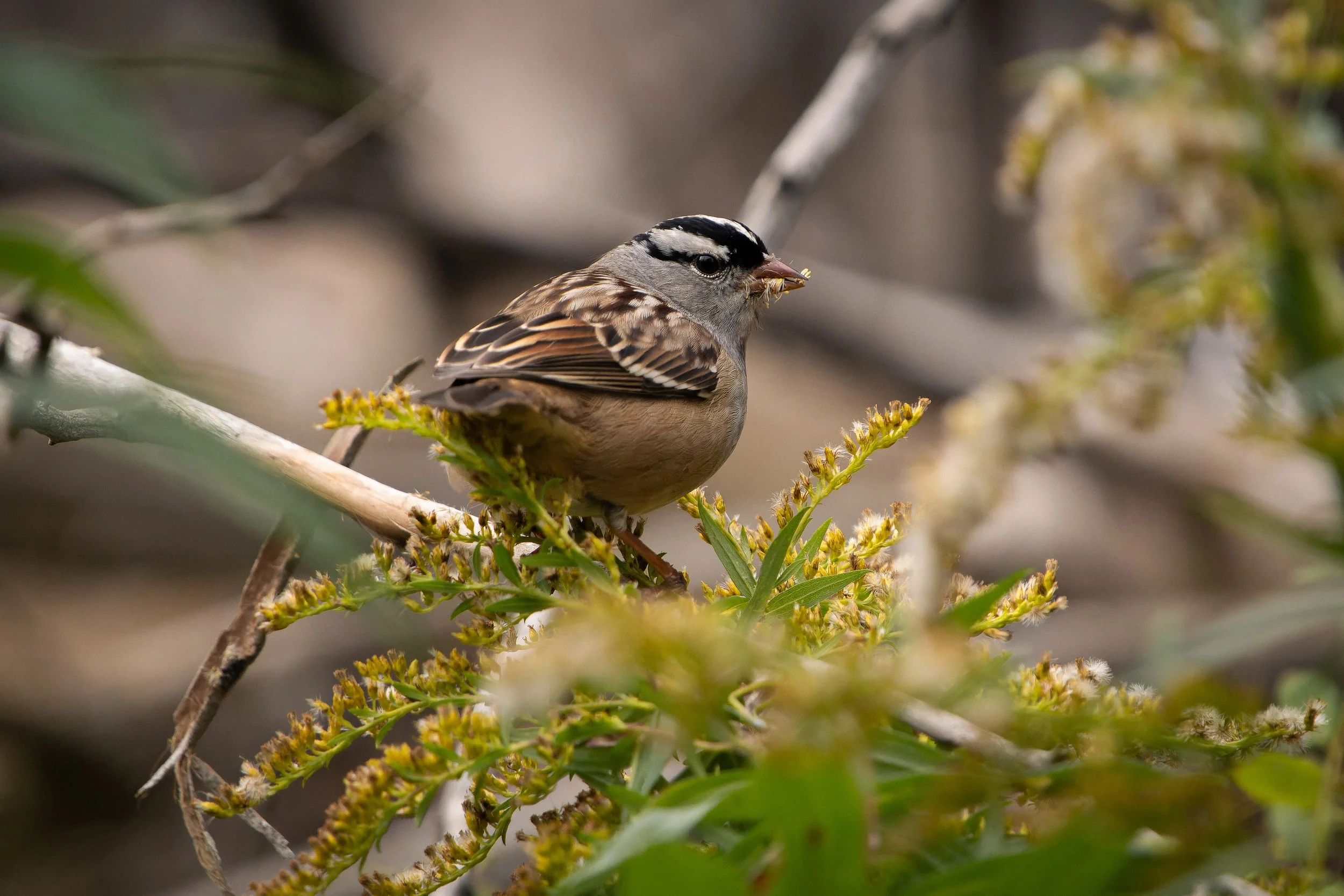 A small bird perched on a branch with a seed or insect in its beak, surrounded by green leaves and yellow flowers.