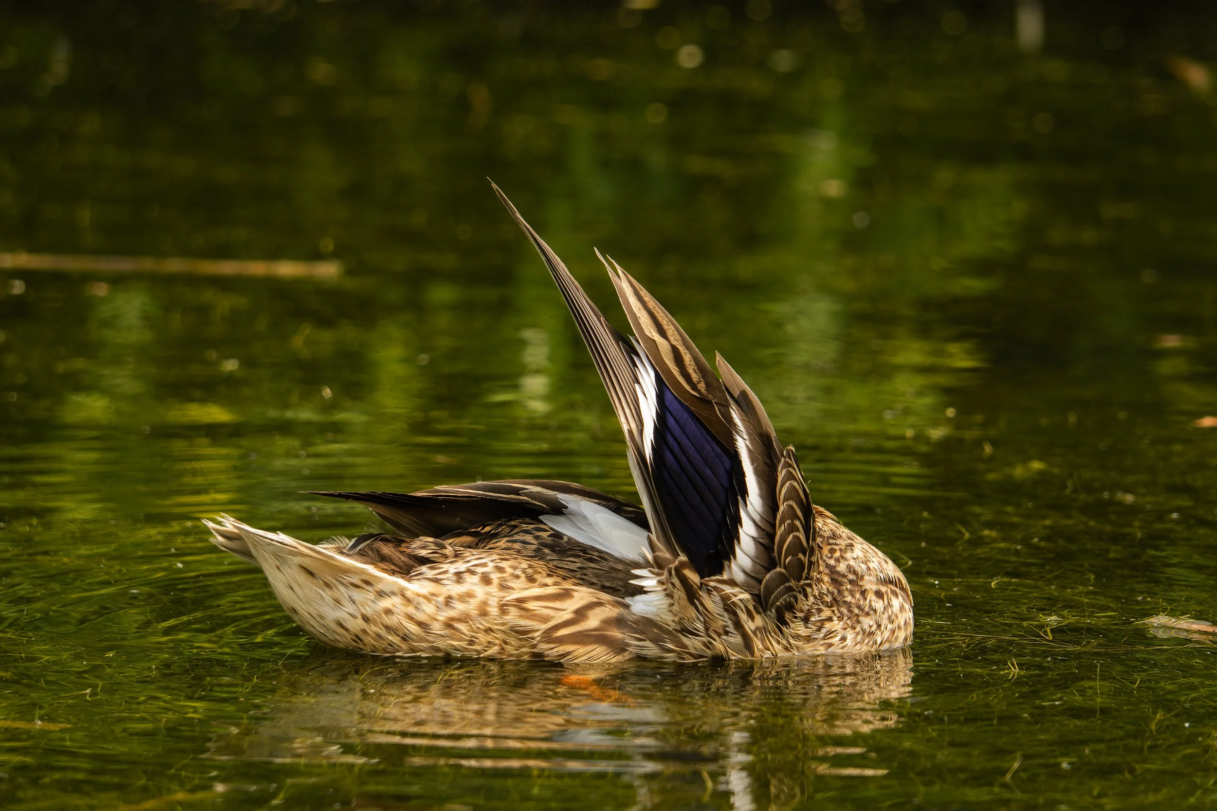 Close-up of a duck's tail feathers as it swims in green water.