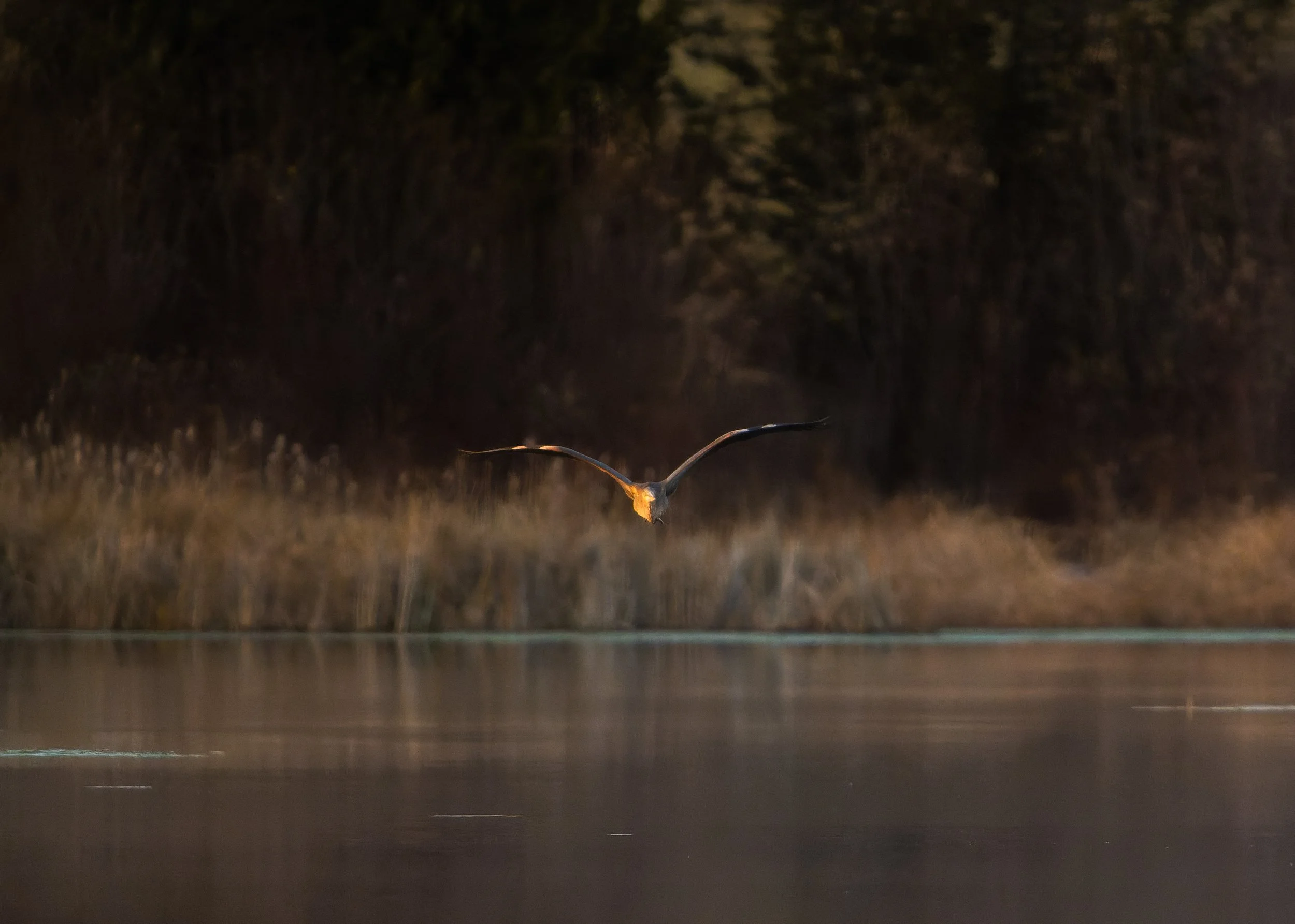 A bird taking flight, with wings spread, over a dark body of water during nighttime.
