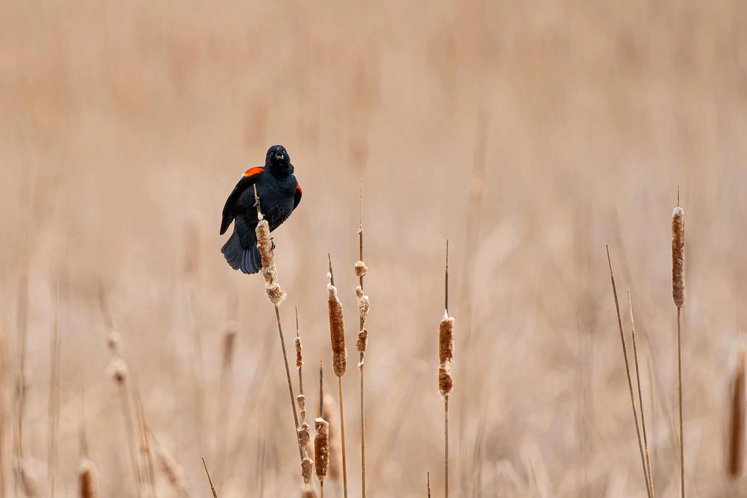 A black bird with orange and yellow markings perched on a cattail stalk in a marsh.