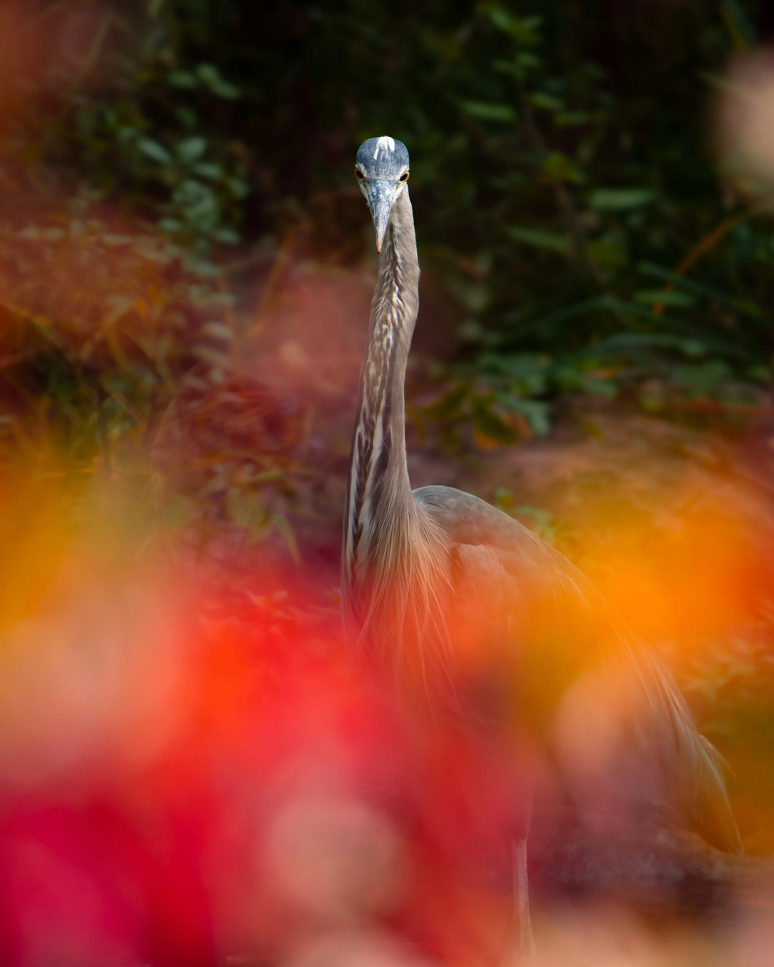 A heron standing in water with a background of green foliage, partially blurred with reddish and yellowish colors in the foreground.
