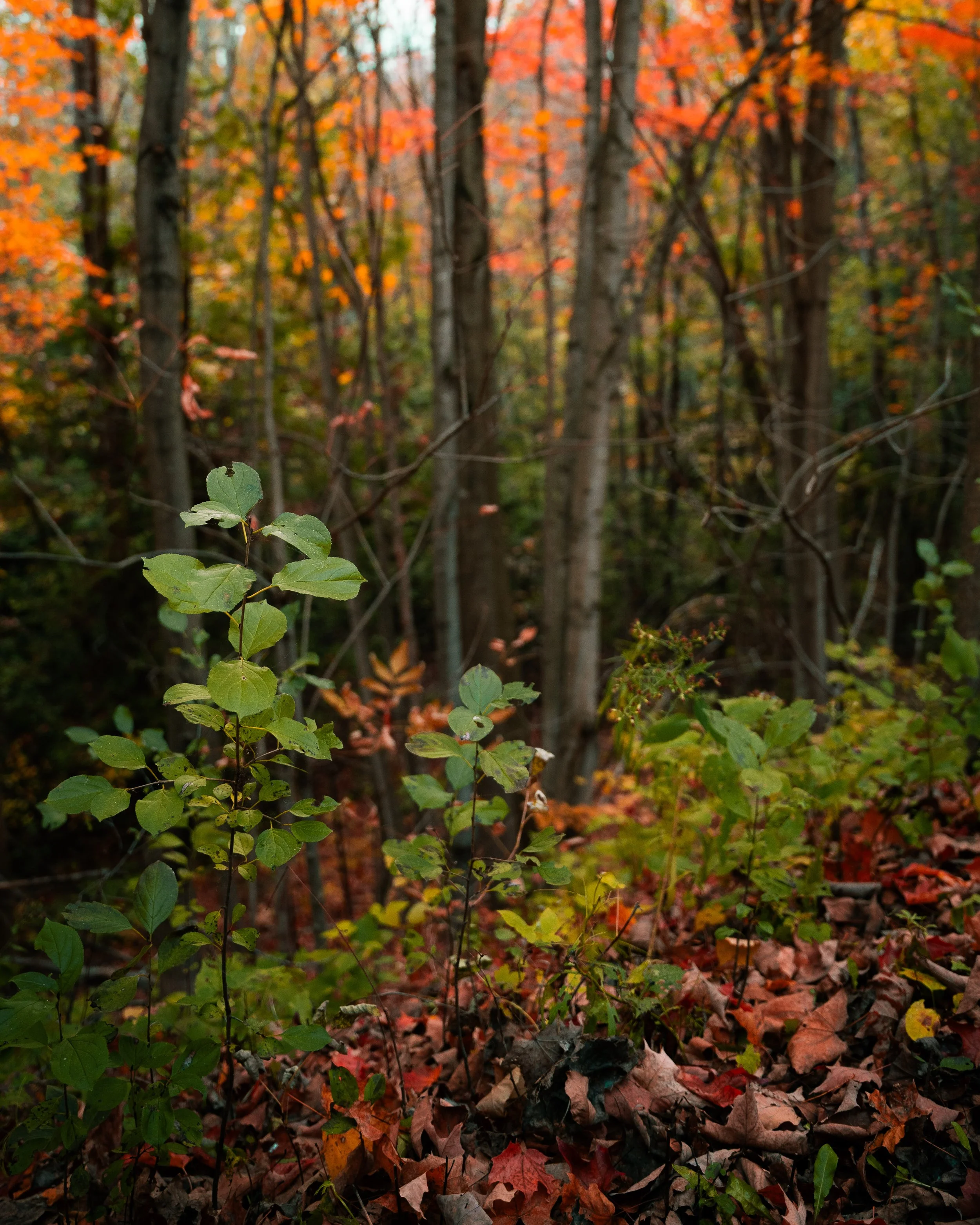 A forest floor covered with fallen autumn leaves, with some green and a few orange leaves still on the trees in the background.