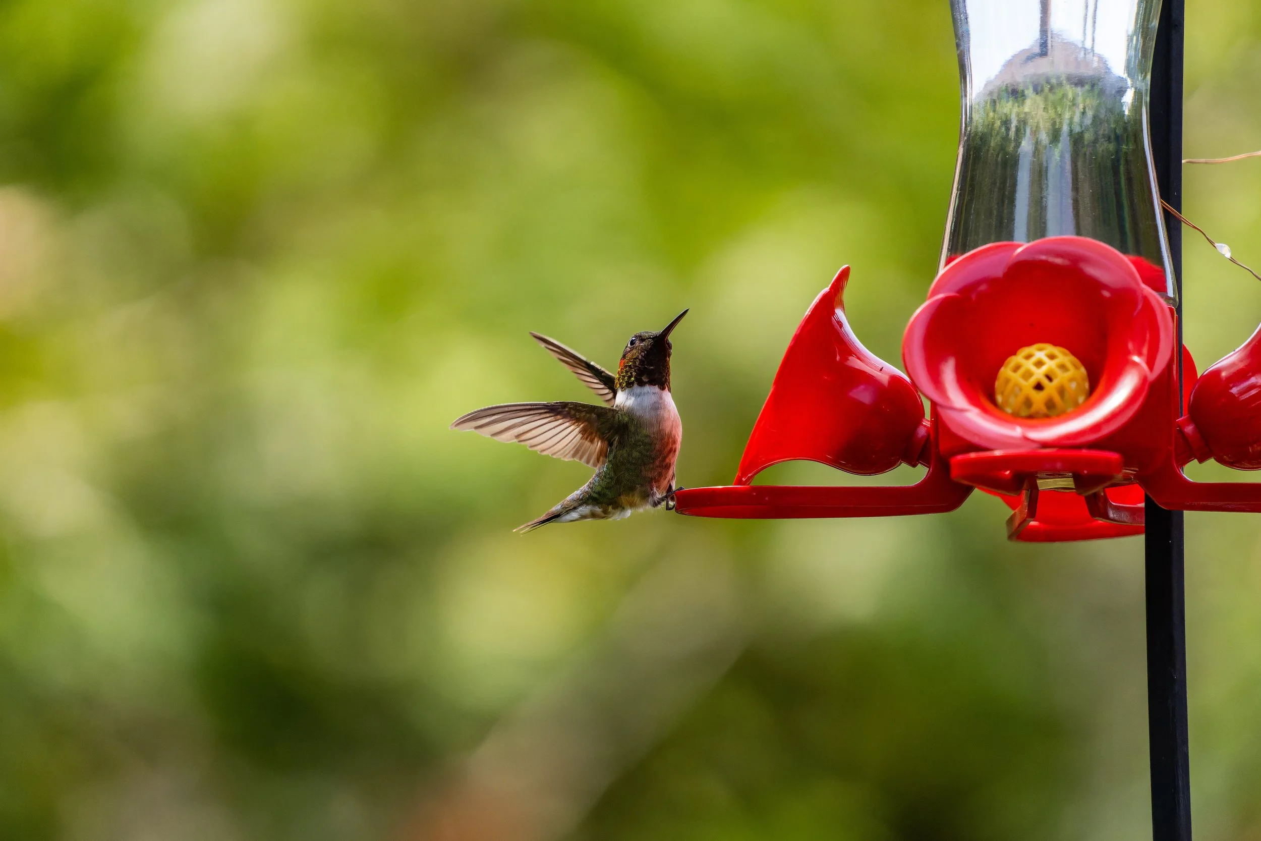 Hummingbird feeding from a red hummingbird feeder with yellow center, against a blurry green background.