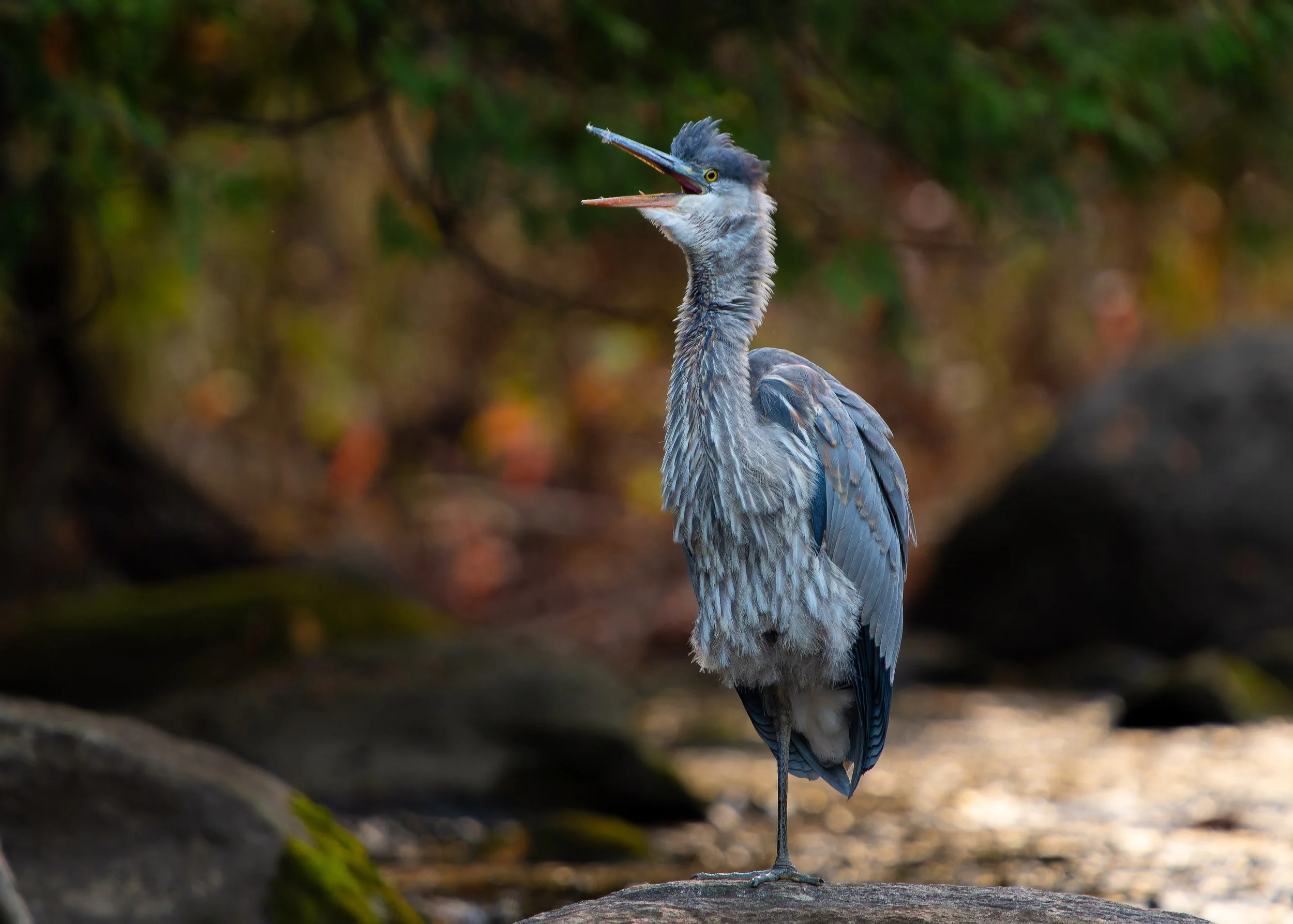 A heron standing on one leg with its beak open, holding a fish in its mouth, in a natural outdoor setting with blurred green foliage in the background.