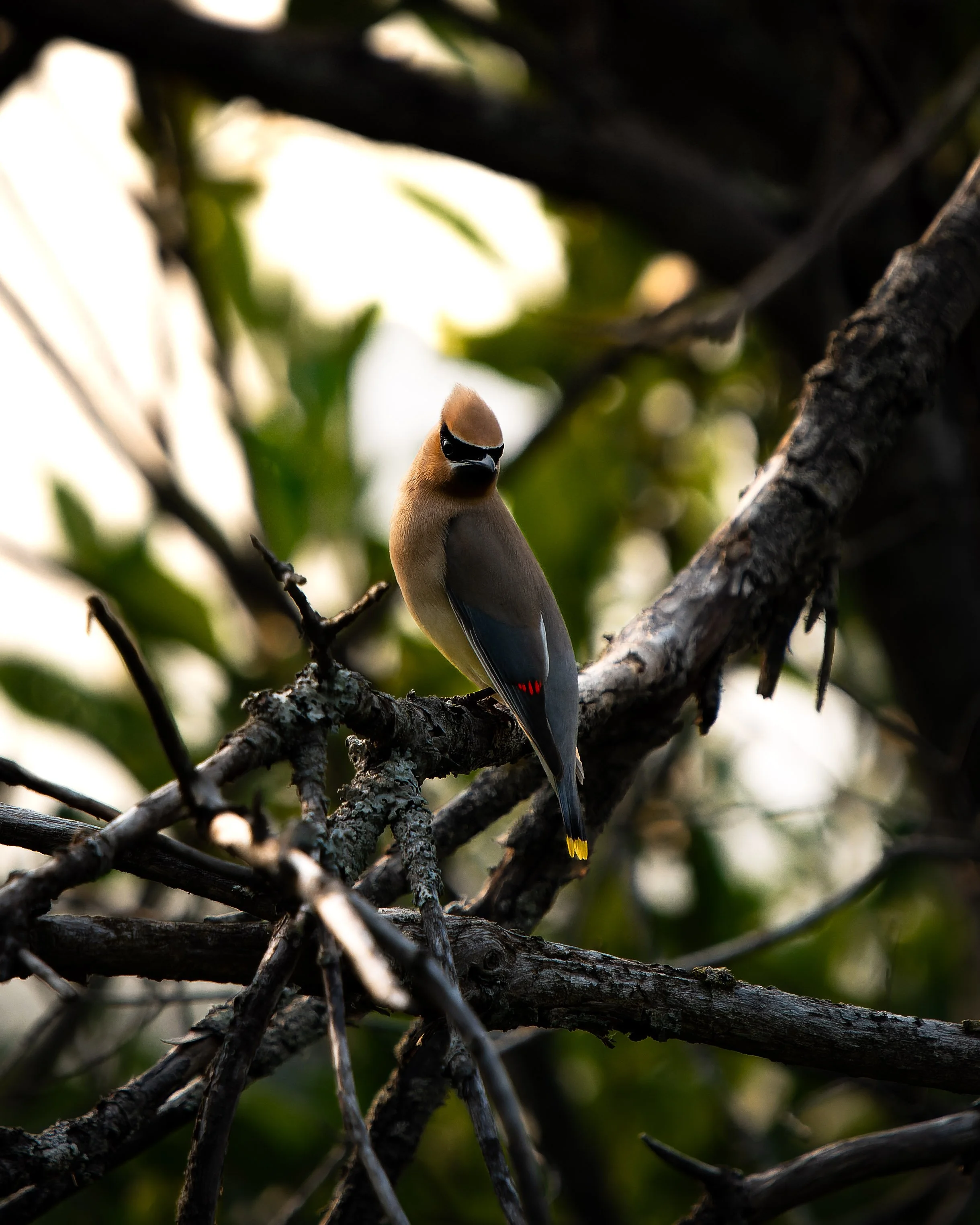 A bird perched on a tree branch with green foliage in the background.