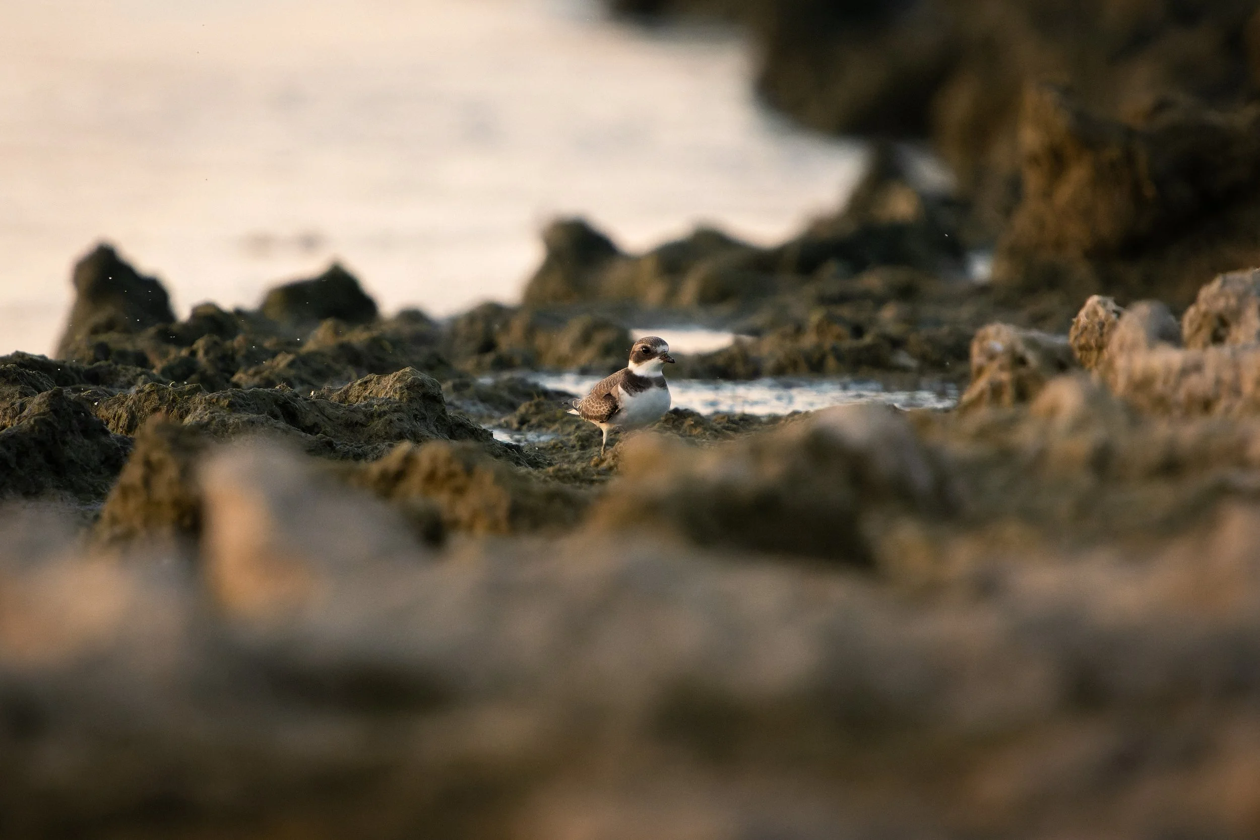 A small bird with brown and white feathers standing among rocks near water.