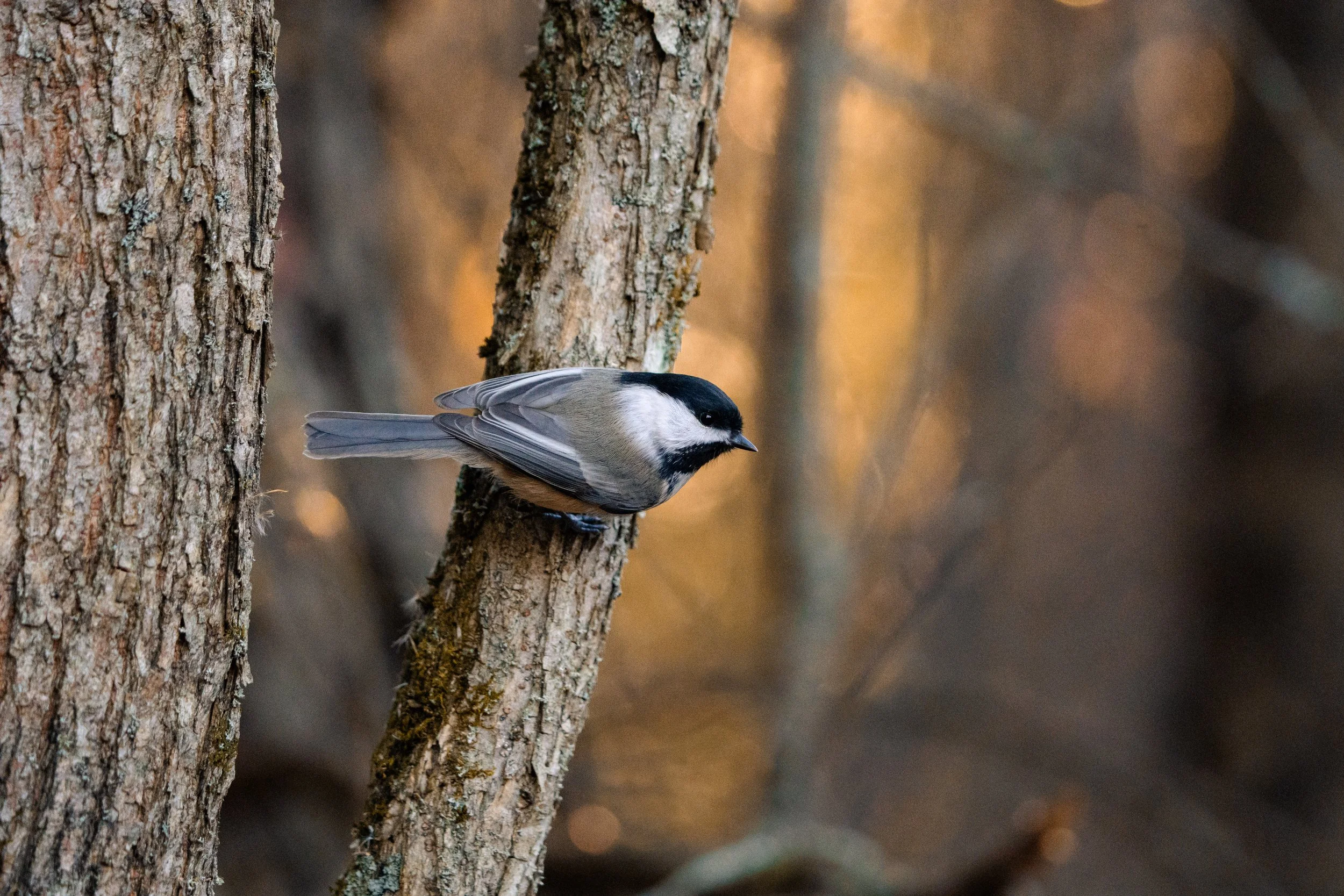 A close-up of a small bird with a black cap and white face perched on a tree branch with textured bark, in a forest setting with blurred fall-colored background.