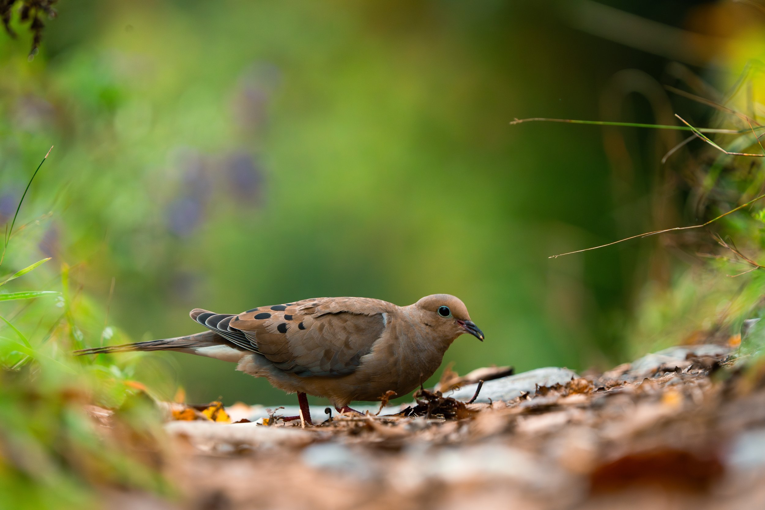 A brown bird with black spots on its wings standing on the ground in a green outdoor setting.