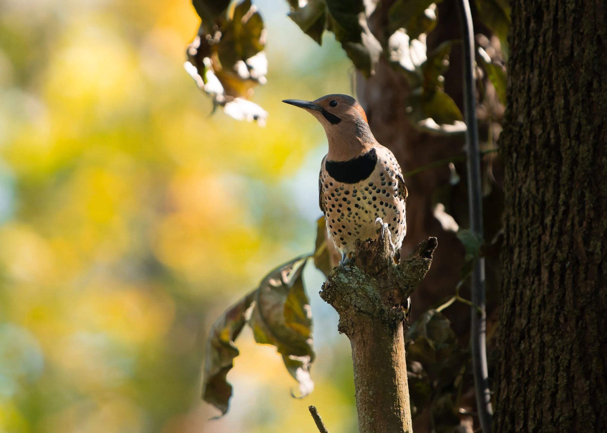 A woodpecker standing on a tree branch, facing left, with a blurred background of leaves and light.