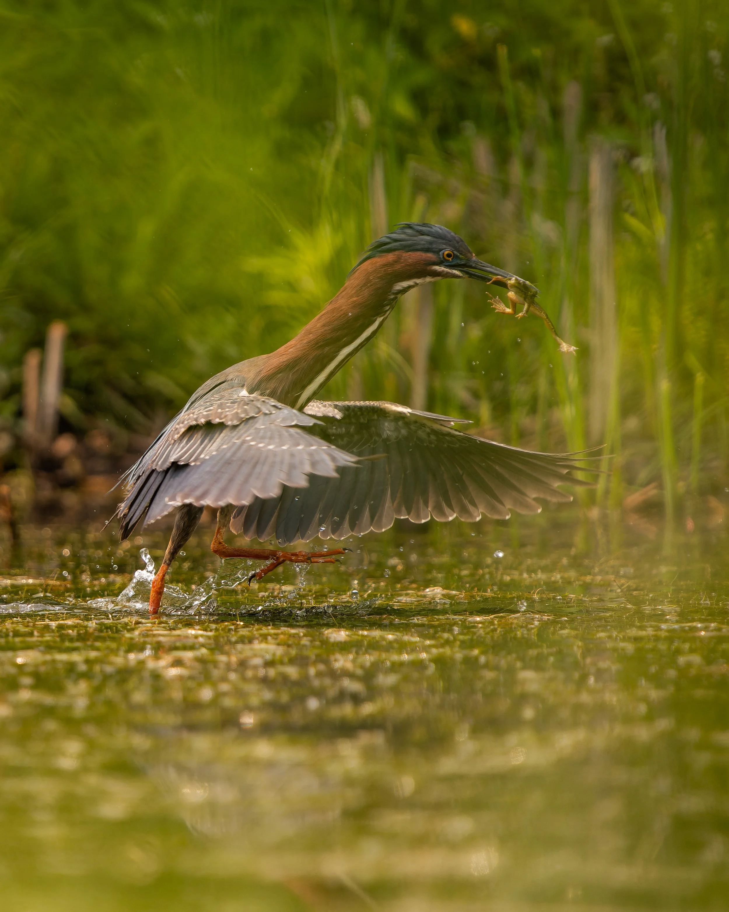 A bird standing in shallow water with tall green grasses in the background, holding a small fish in its beak.