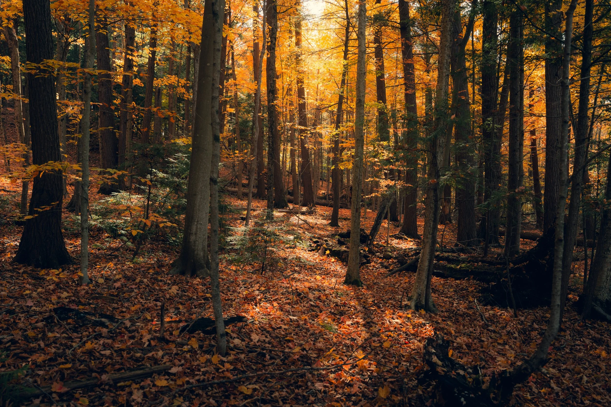 A dense forest with tall trees and orange and yellow autumn leaves, sunlight filtering through the canopy, and fallen leaves covering the forest floor.