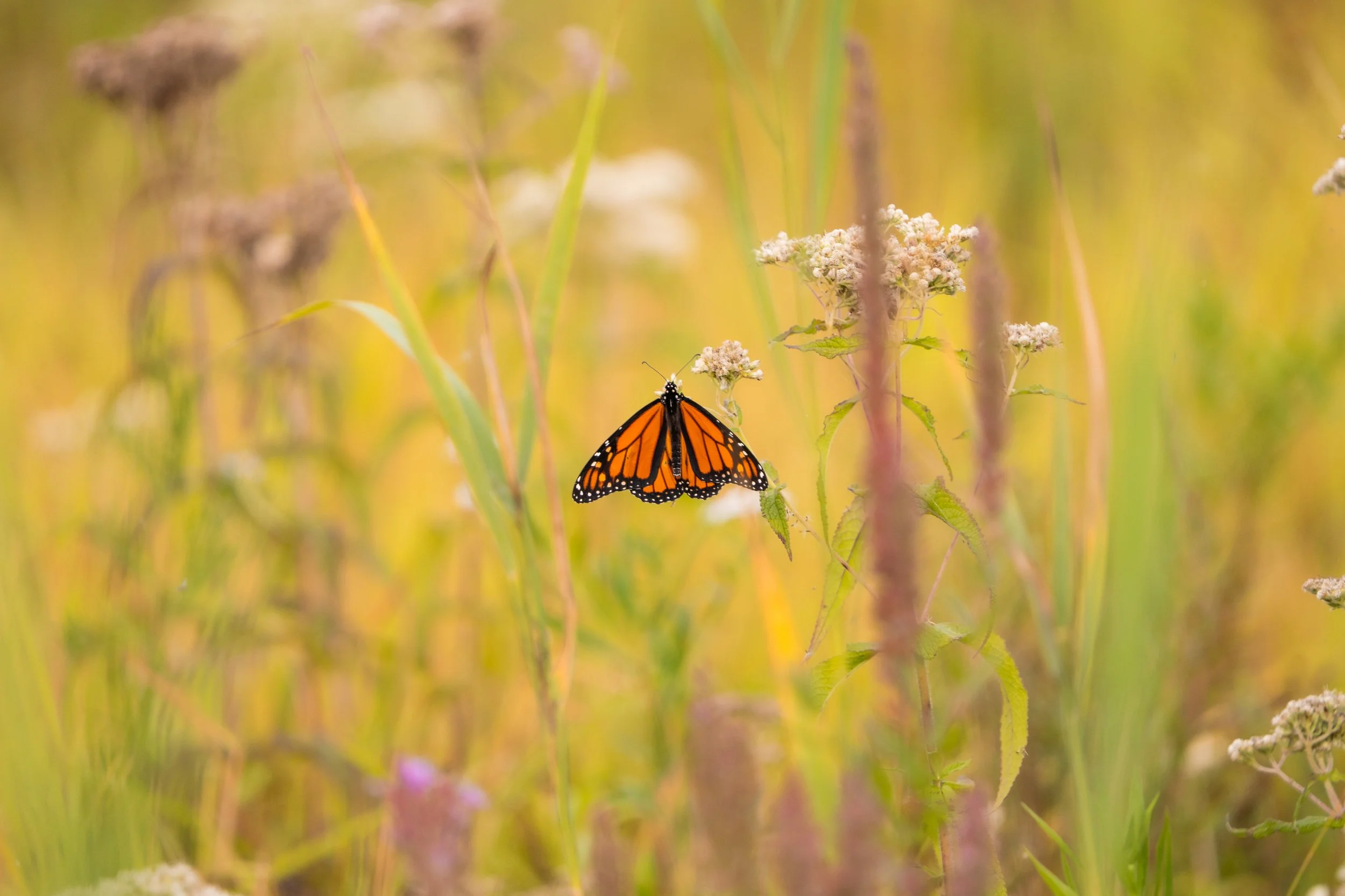 A monarch butterfly perched on a small white flower amidst green and yellow vegetation.