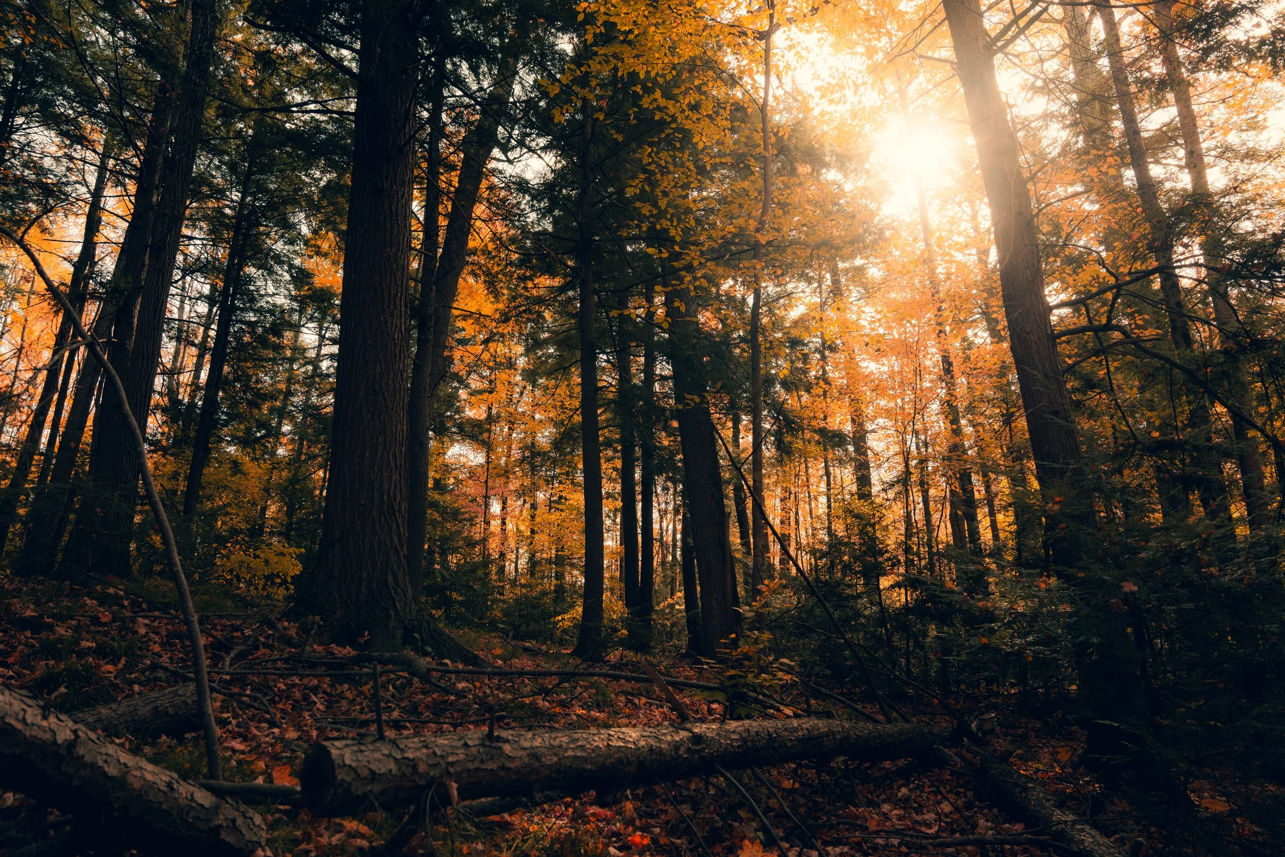 Sunlight shining through trees in a forest with autumn leaves, fallen branches, and a mix of tall coniferous and deciduous trees.