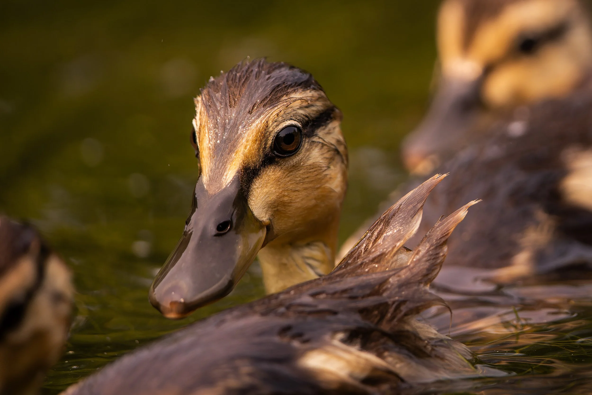 Close-up of a duck's head and beak swimming among reeds in water.