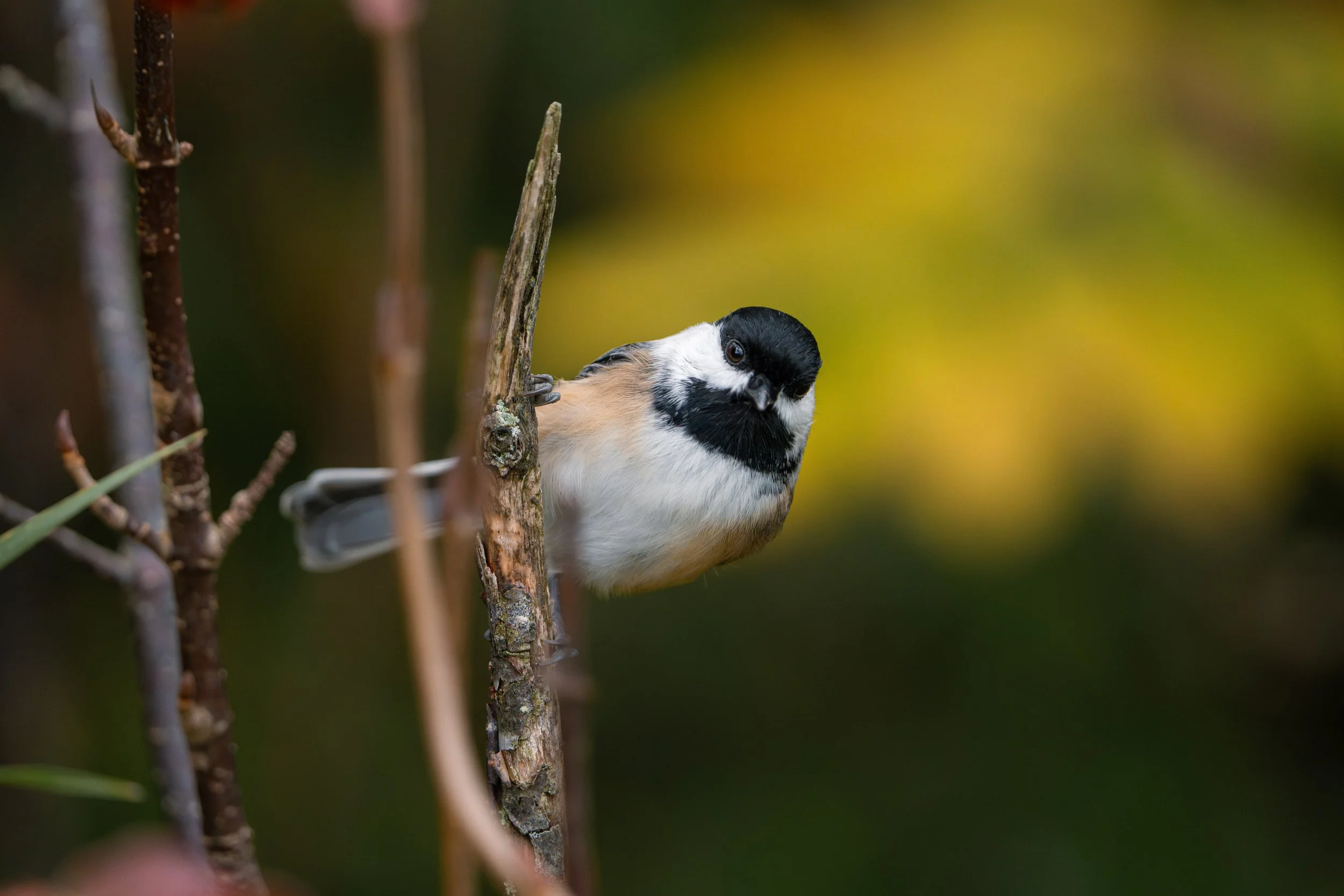 A small bird with black, white, and tan feathers perched on a tree branch with a blurred yellow and green background.
