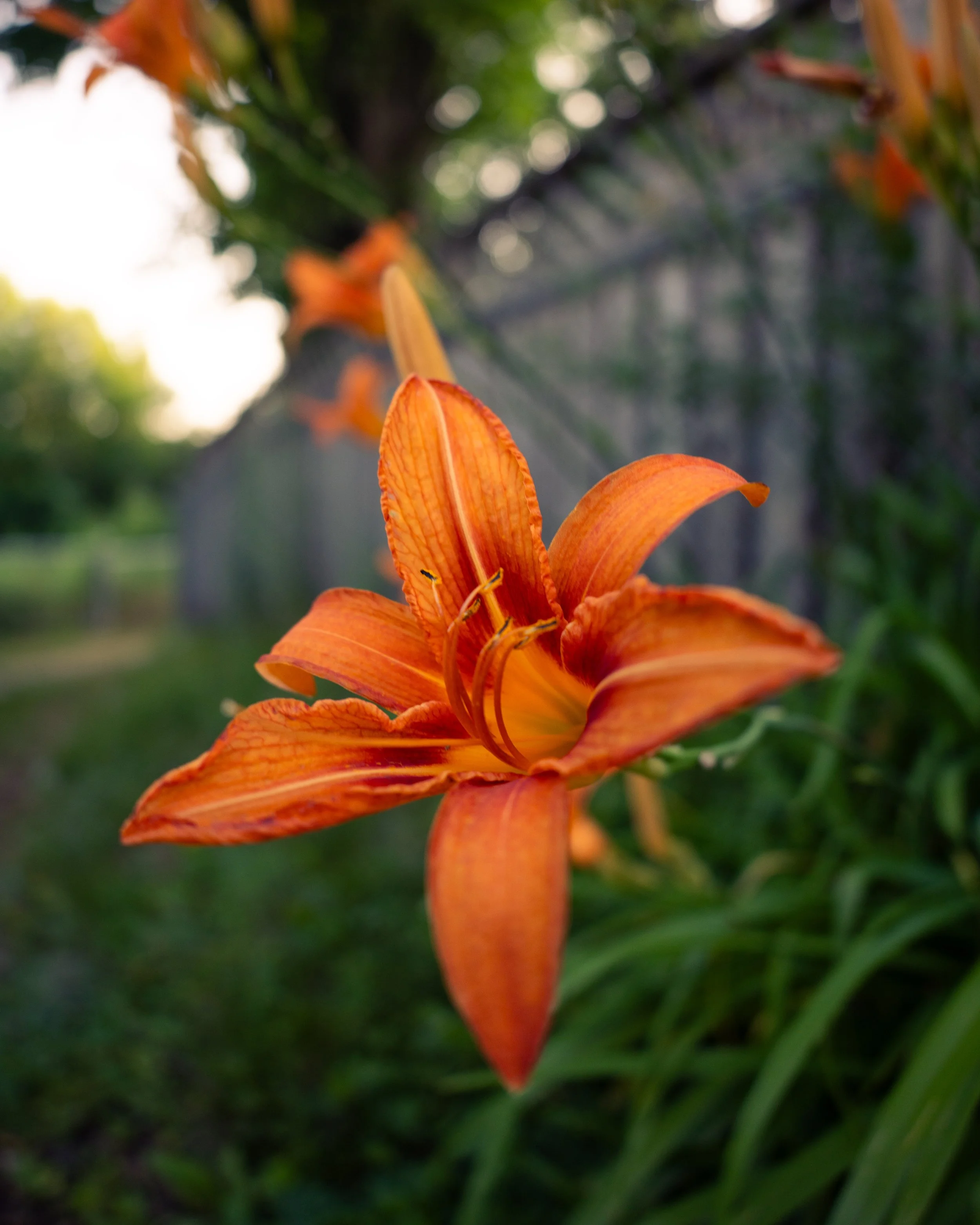 Close-up of an orange lily flower with blurred green foliage in the background.