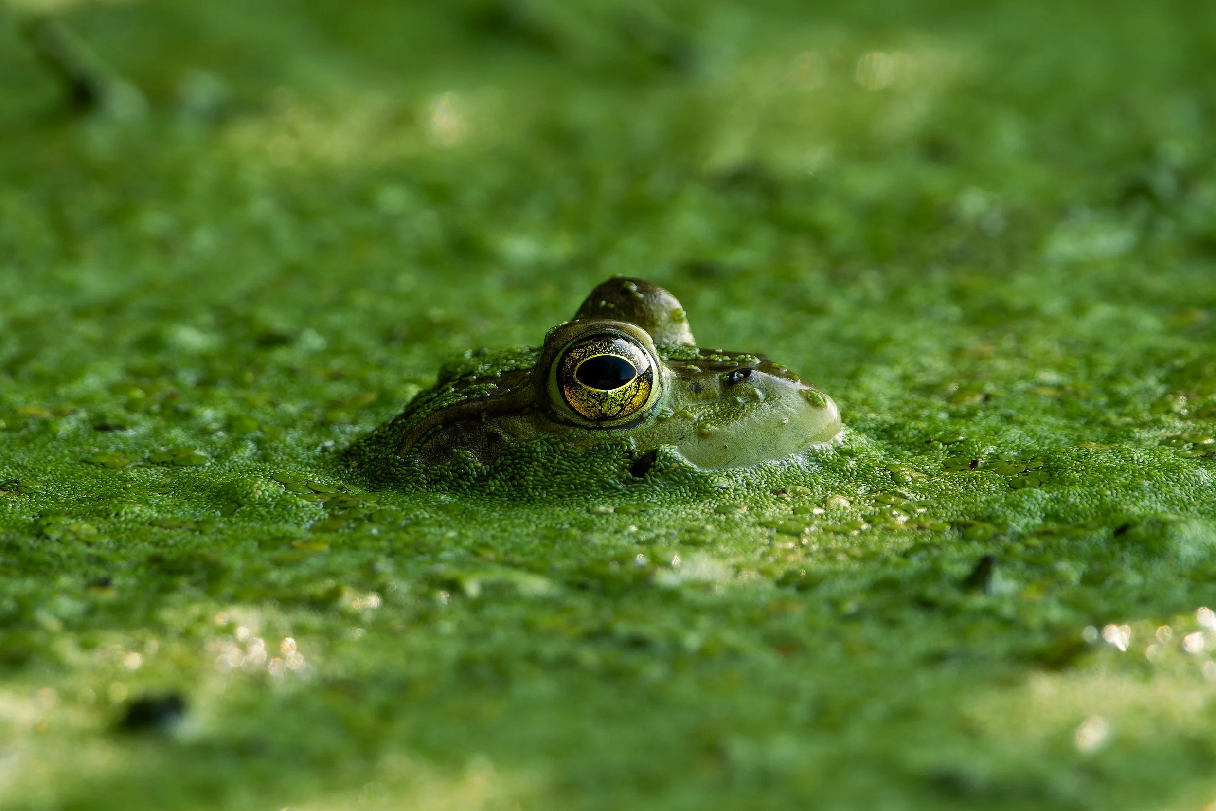 DSC09099-ARW_DxO_DeepPRIME.jpg