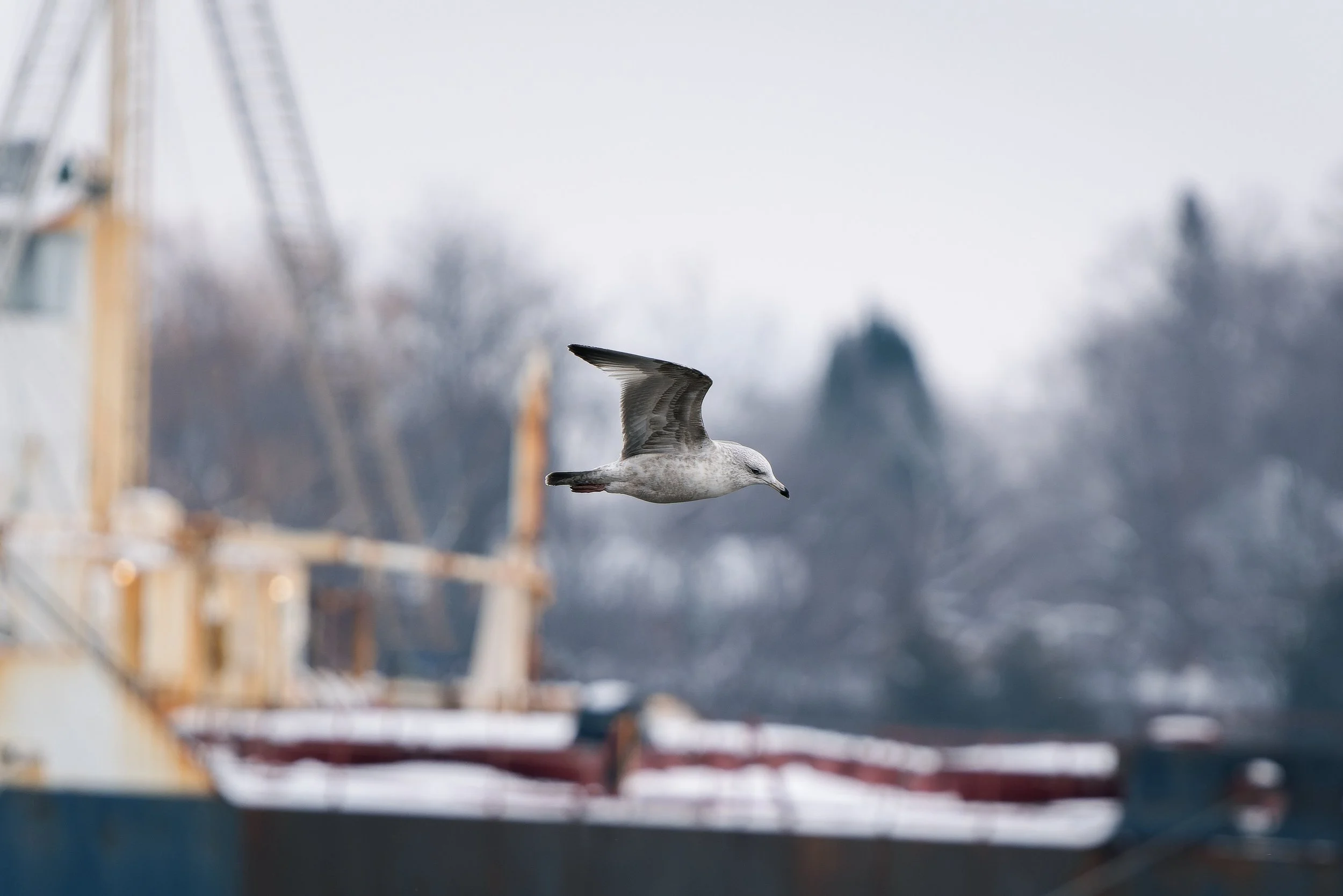 A seagull flying with blurred background of cloudy sky and a construction crane.