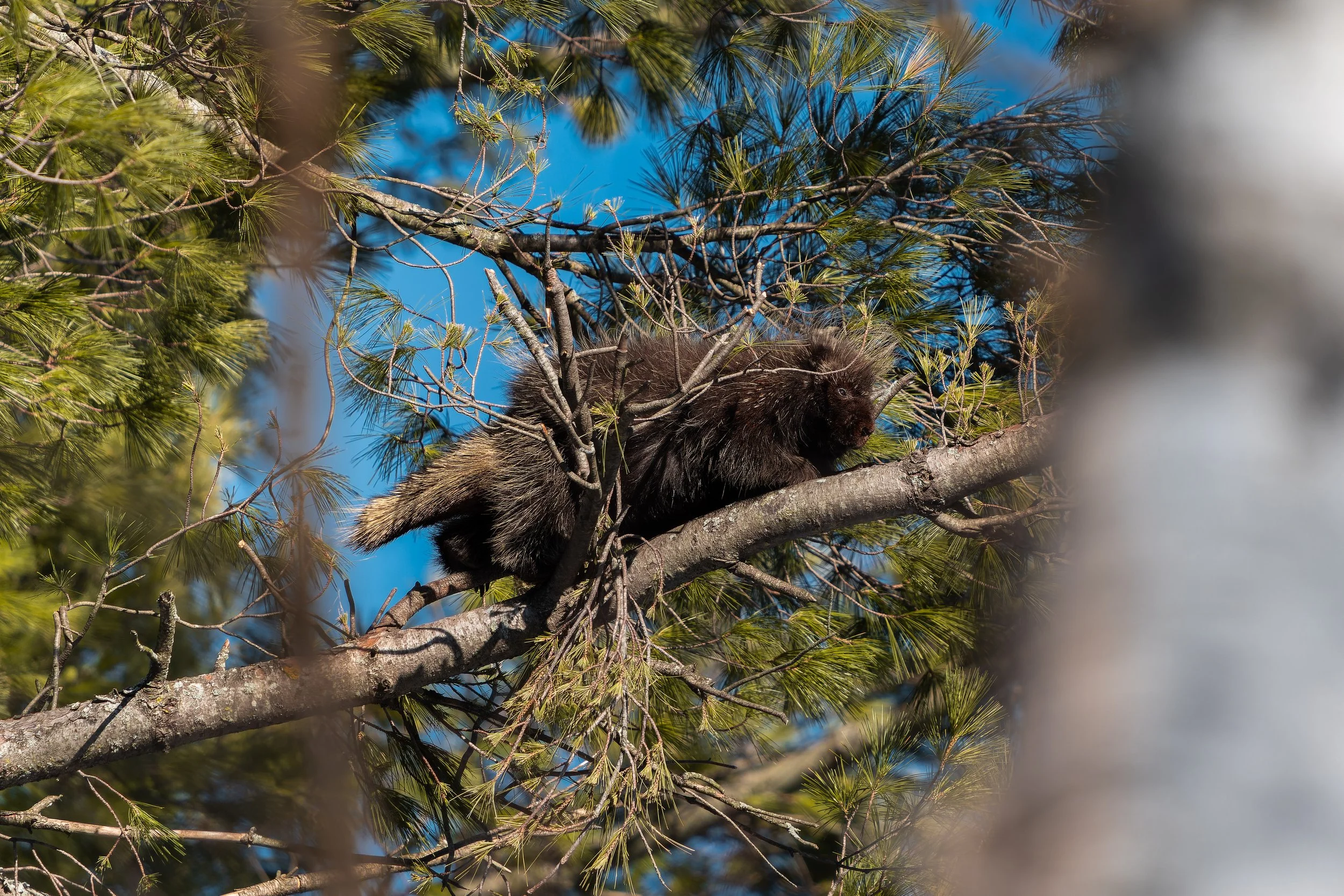 A porcupine perched on a tree branch among pine needles with a clear blue sky in the background.