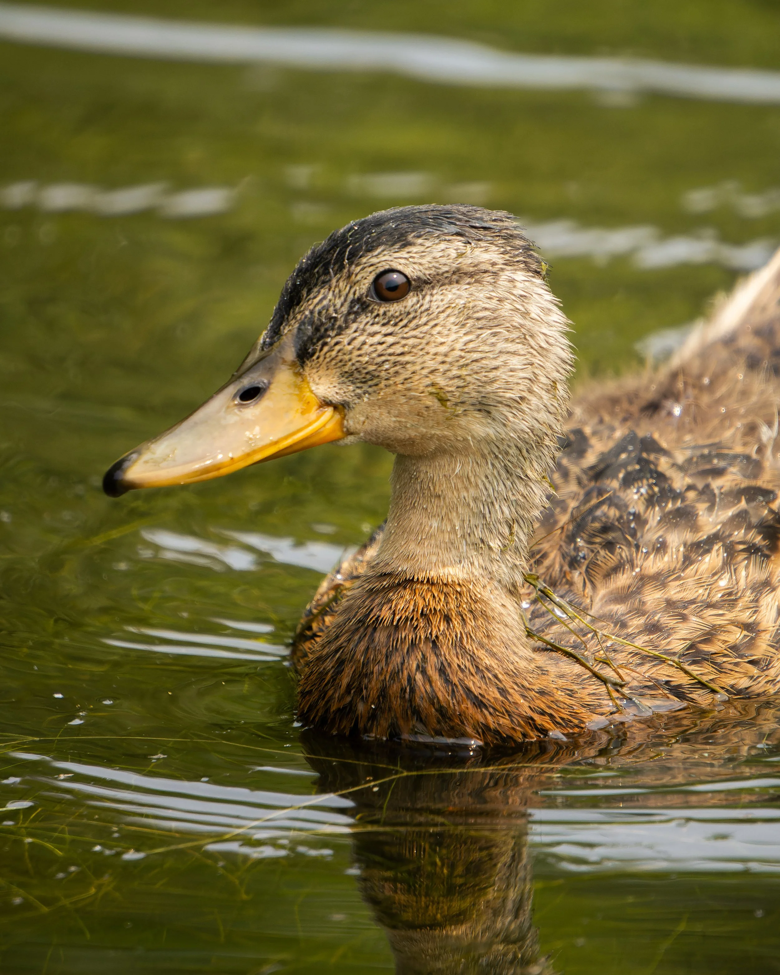 Close-up of a mallard duck's head and upper body on water, with greenish reflections.