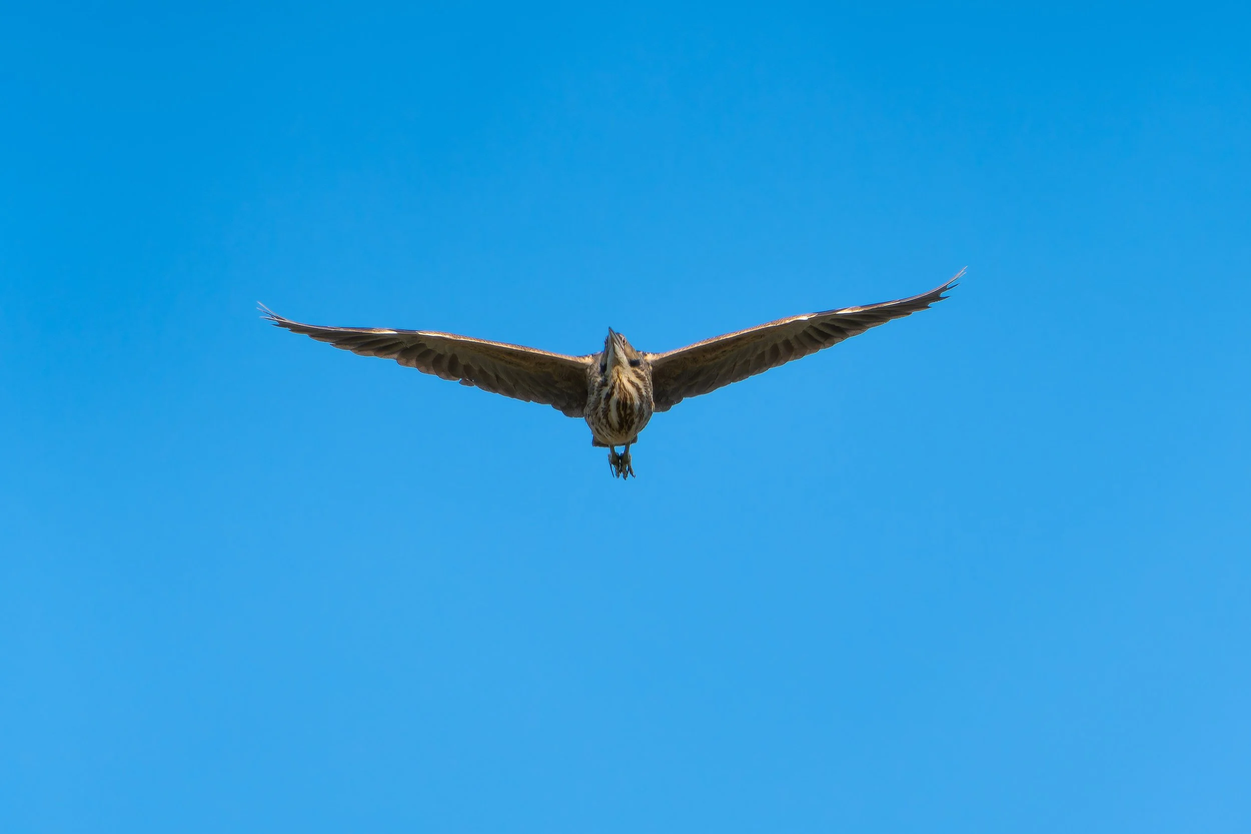 A bird in flight against a clear blue sky, wings spread wide and head pointed downward.