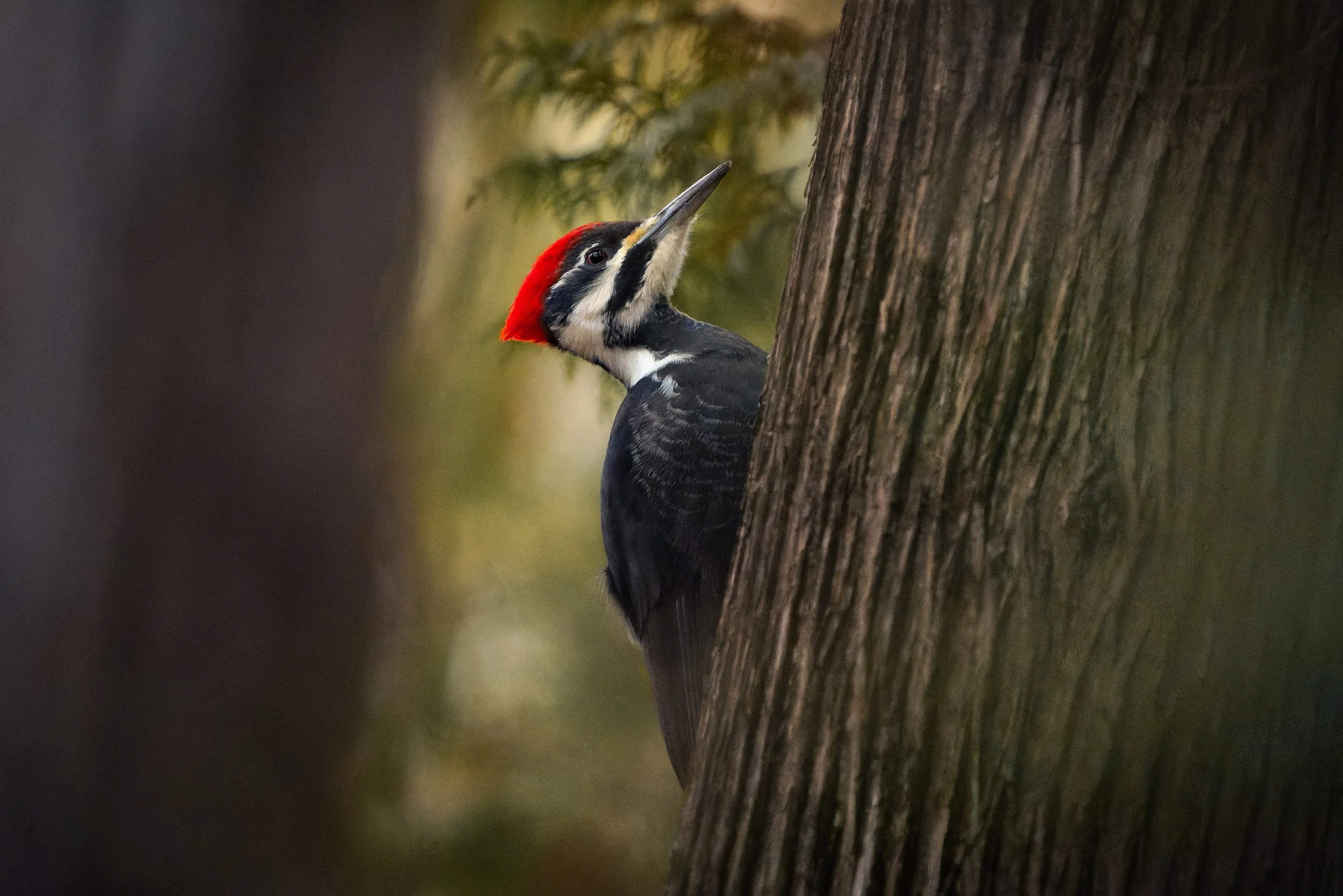 Close-up of a woodpecker peeking out from behind a tree trunk, showing its red head and black and white feathers.