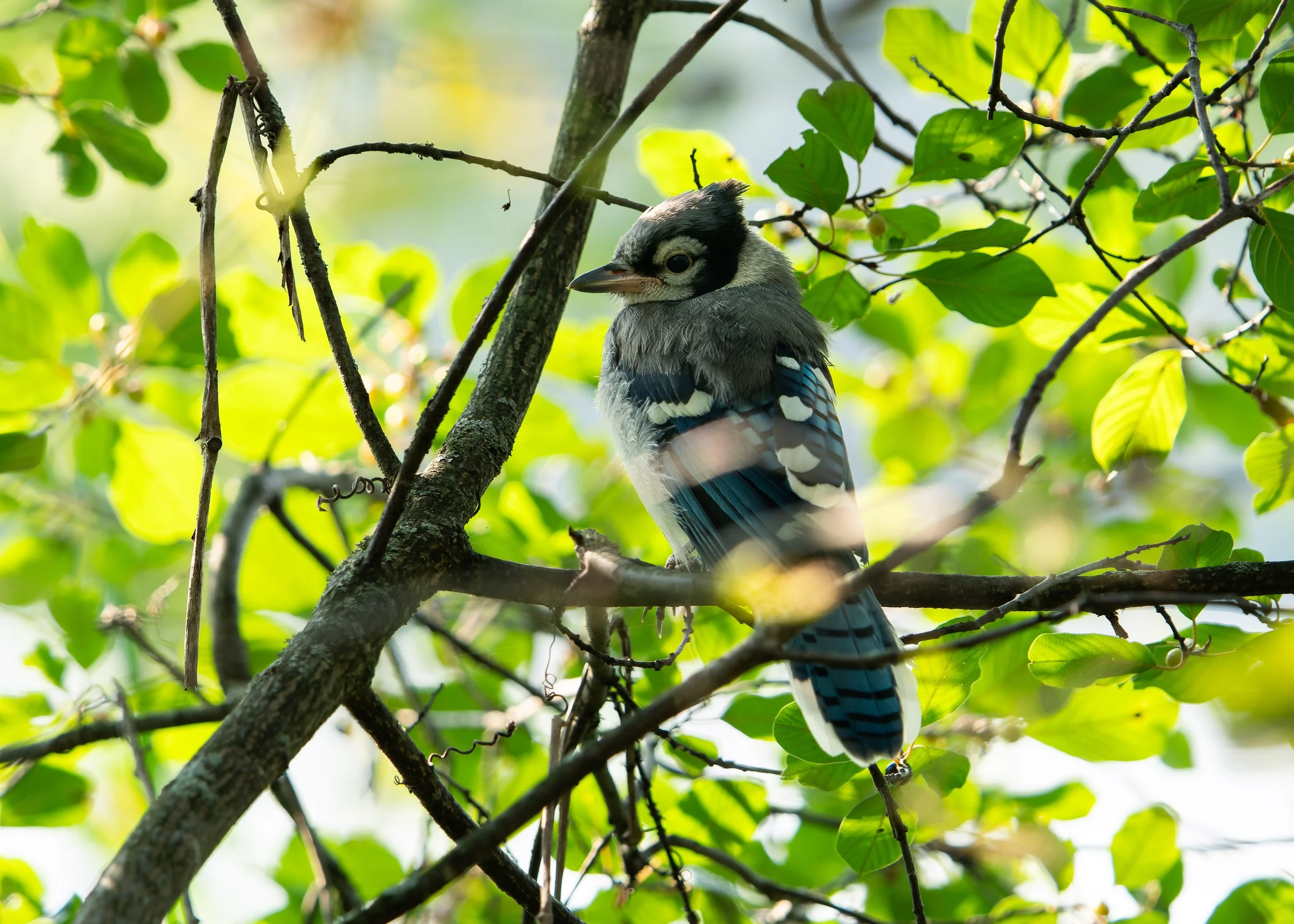 A colorful bird with black, white, and blue feathers perched on a tree branch surrounded by green leaves.