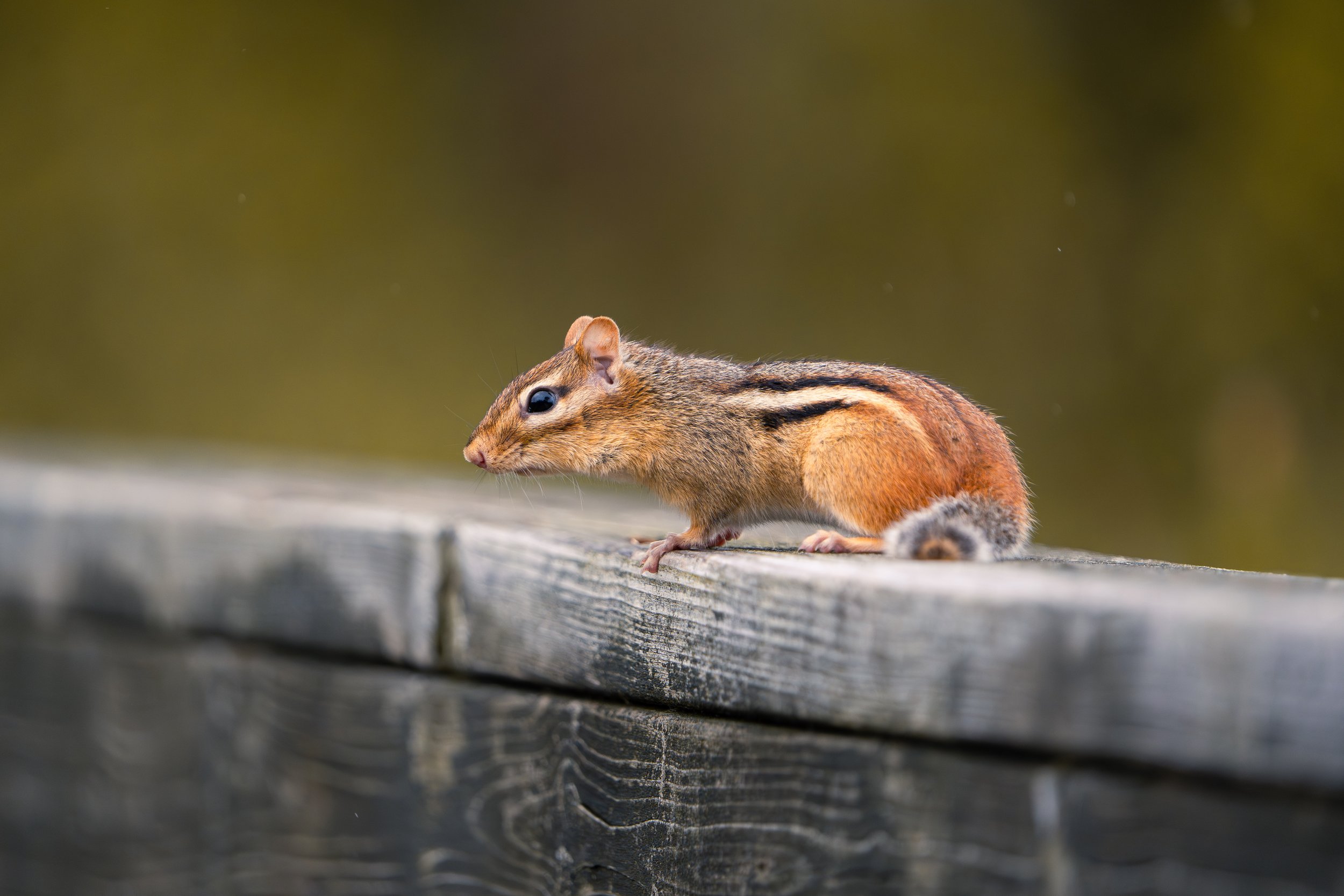 A squirrel walking on a weathered wooden surface with a blurred green background.