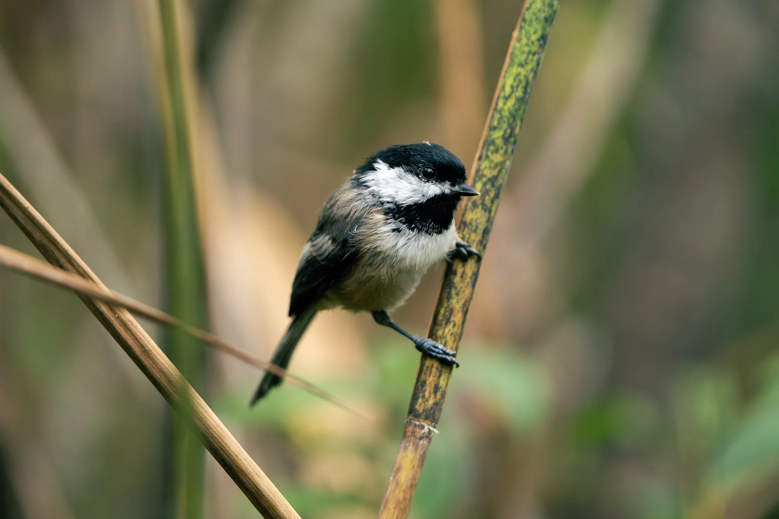 Small black and white bird perched on a thin vertical branch among tall green plants.