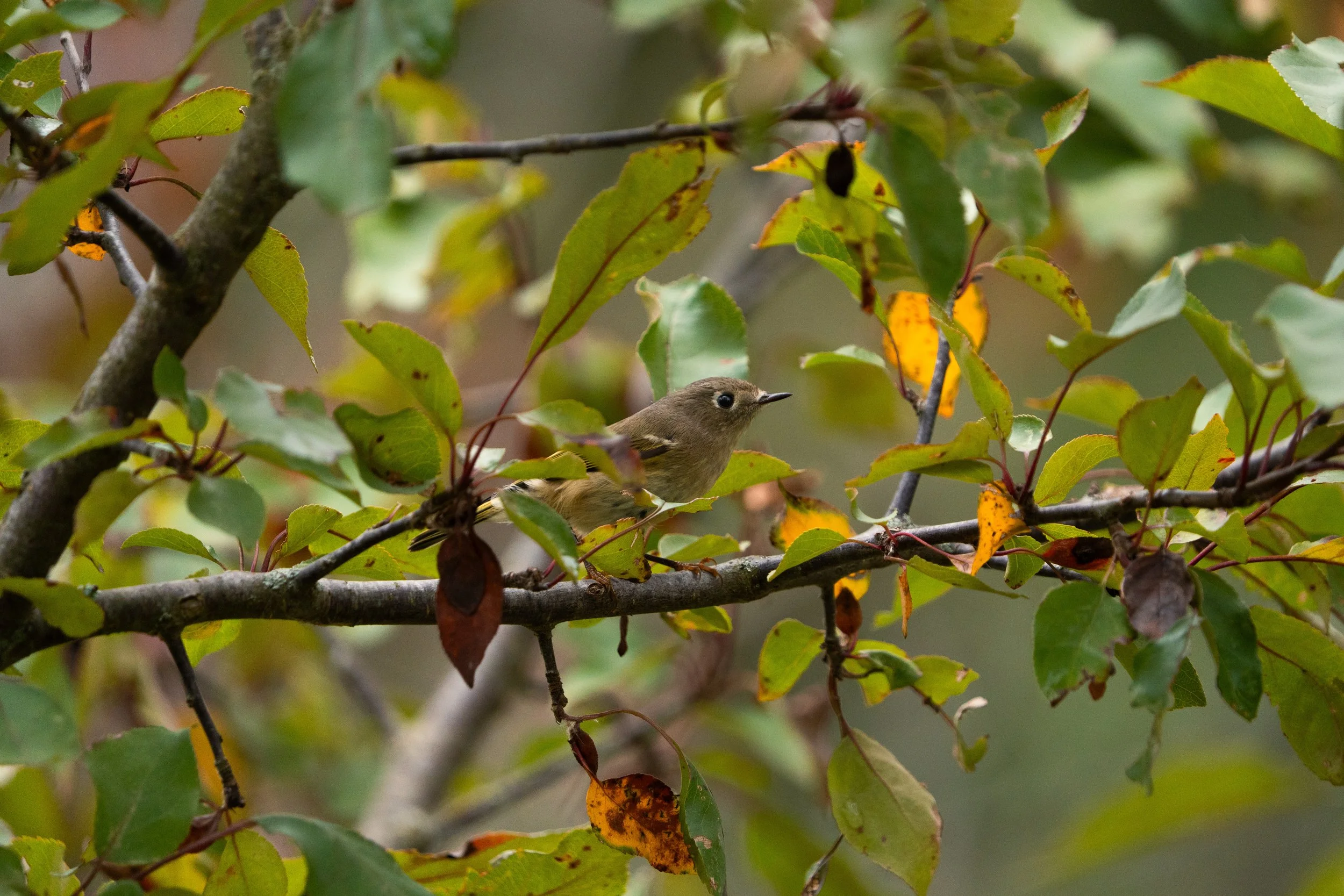 A small bird perched on a branch amidst green and yellow leaves in a tree.