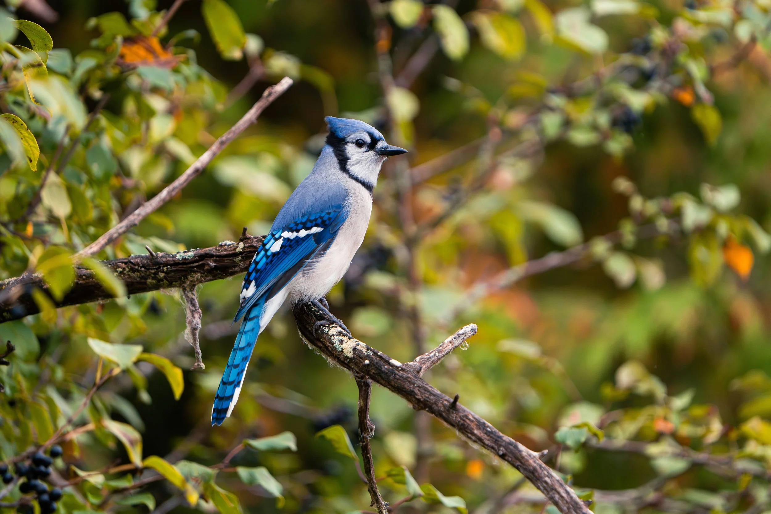 A blue jay perched on a tree branch surrounded by green foliage.