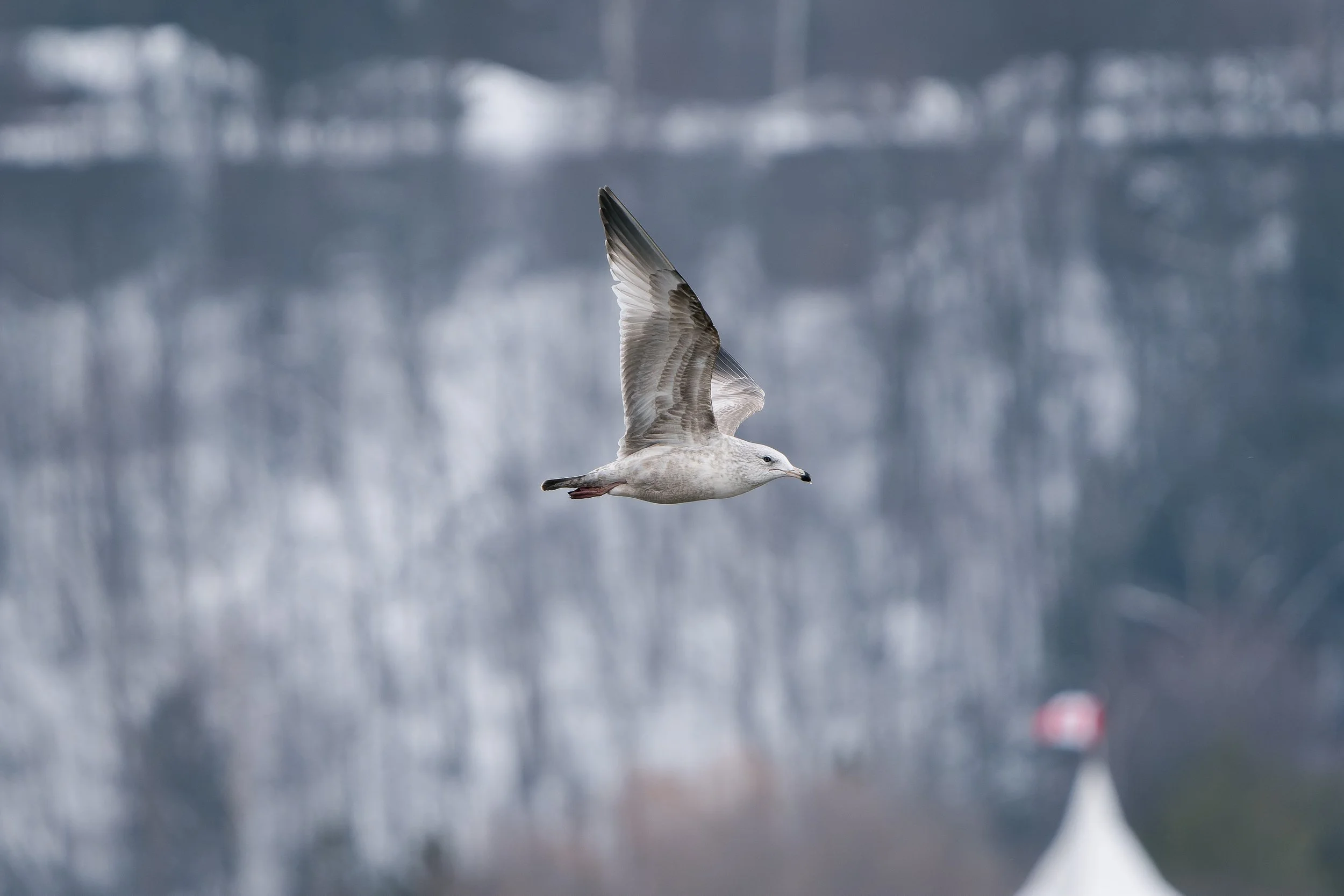 A seagull flying over a body of water with reflections and blurred background.