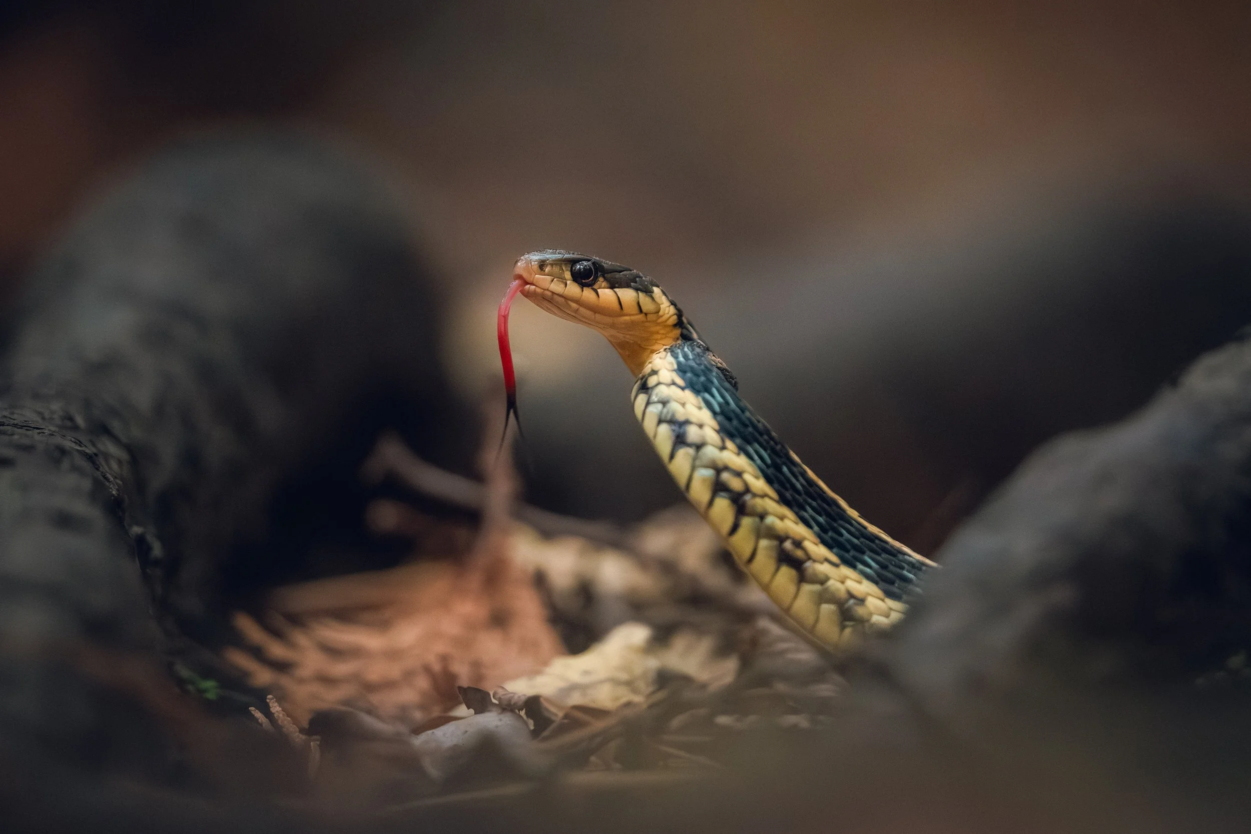Close-up of a snake with a forked tongue sticking out, surrounded by blurred dark rocks or foliage.
