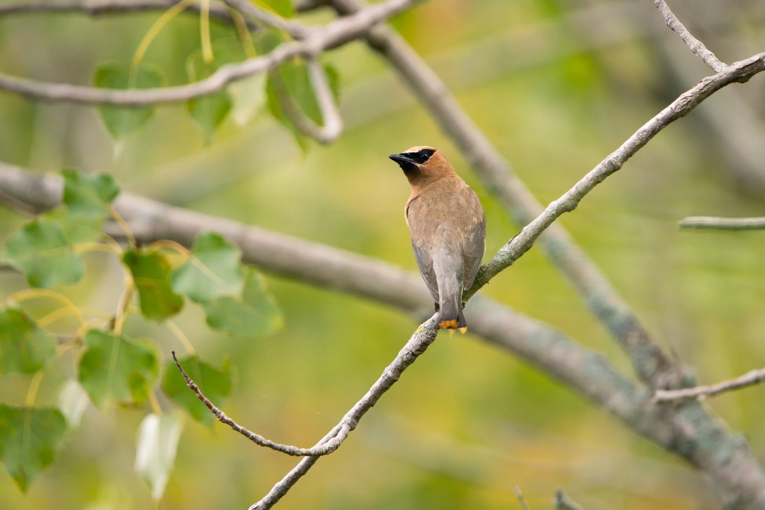 A small bird with brownish-beige body and black face mask perched on a thin tree branch amid green leaves and blurred foliage in the background.