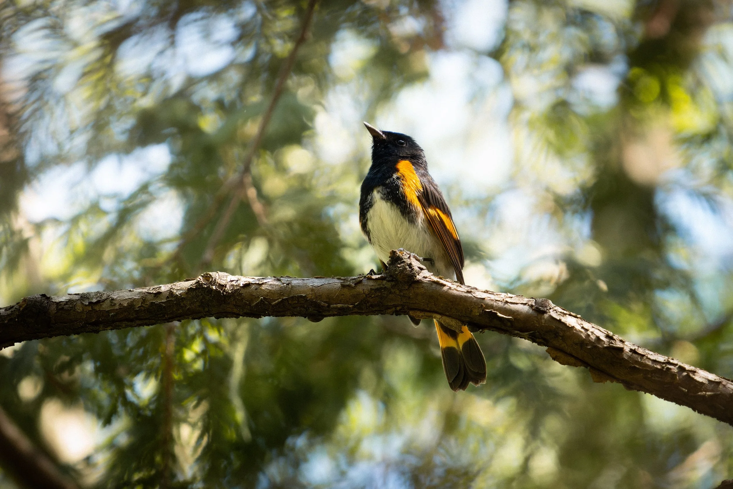 A bird with black, orange, white, and yellow feathers perched on a tree branch, surrounded by blurred green foliage.