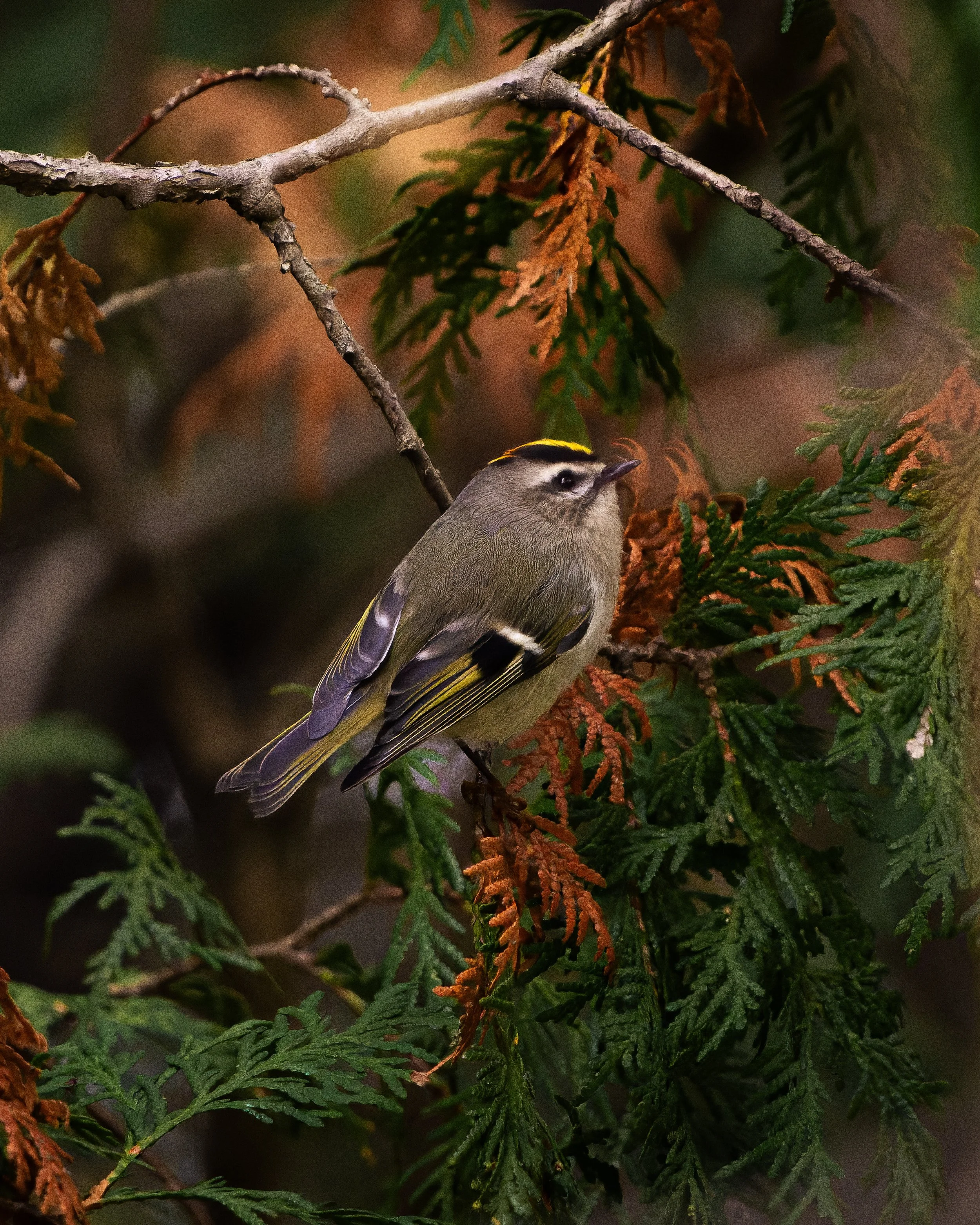 A small bird, possibly a chickadee, perched on greenery and dried leaves among tree branches.