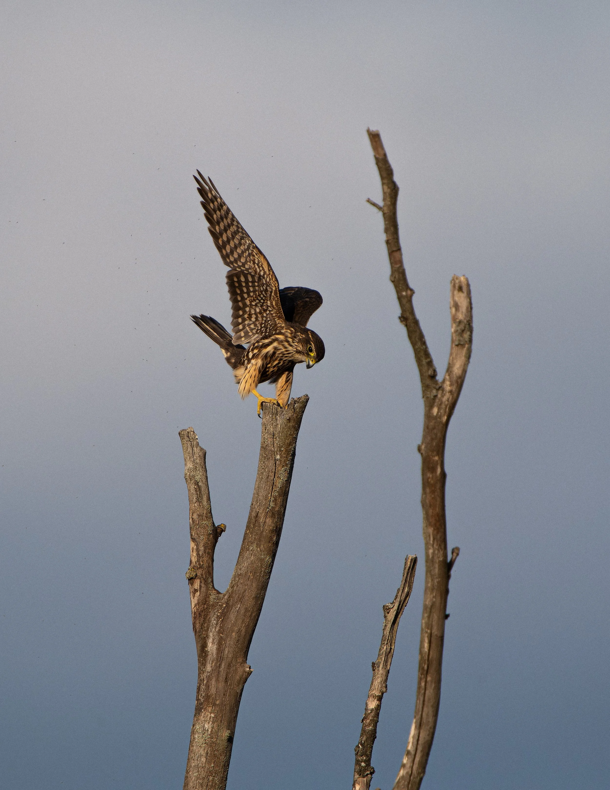 A bird of prey, likely a hawk, perched on a bare tree branch with a cloudy sky in the background.