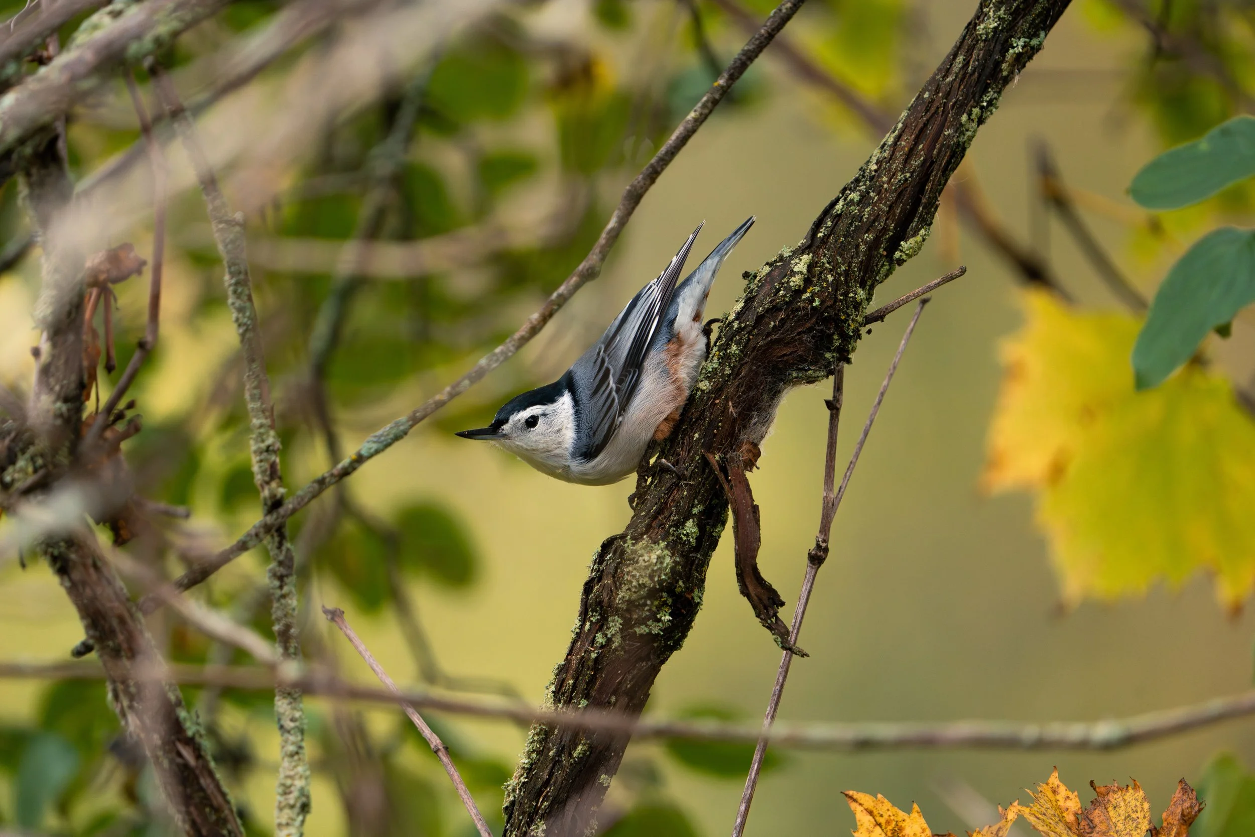 A bird is perched on the trunk of a tree, facing left. The background is filled with green leaves and branches, indicating a natural outdoor setting.
