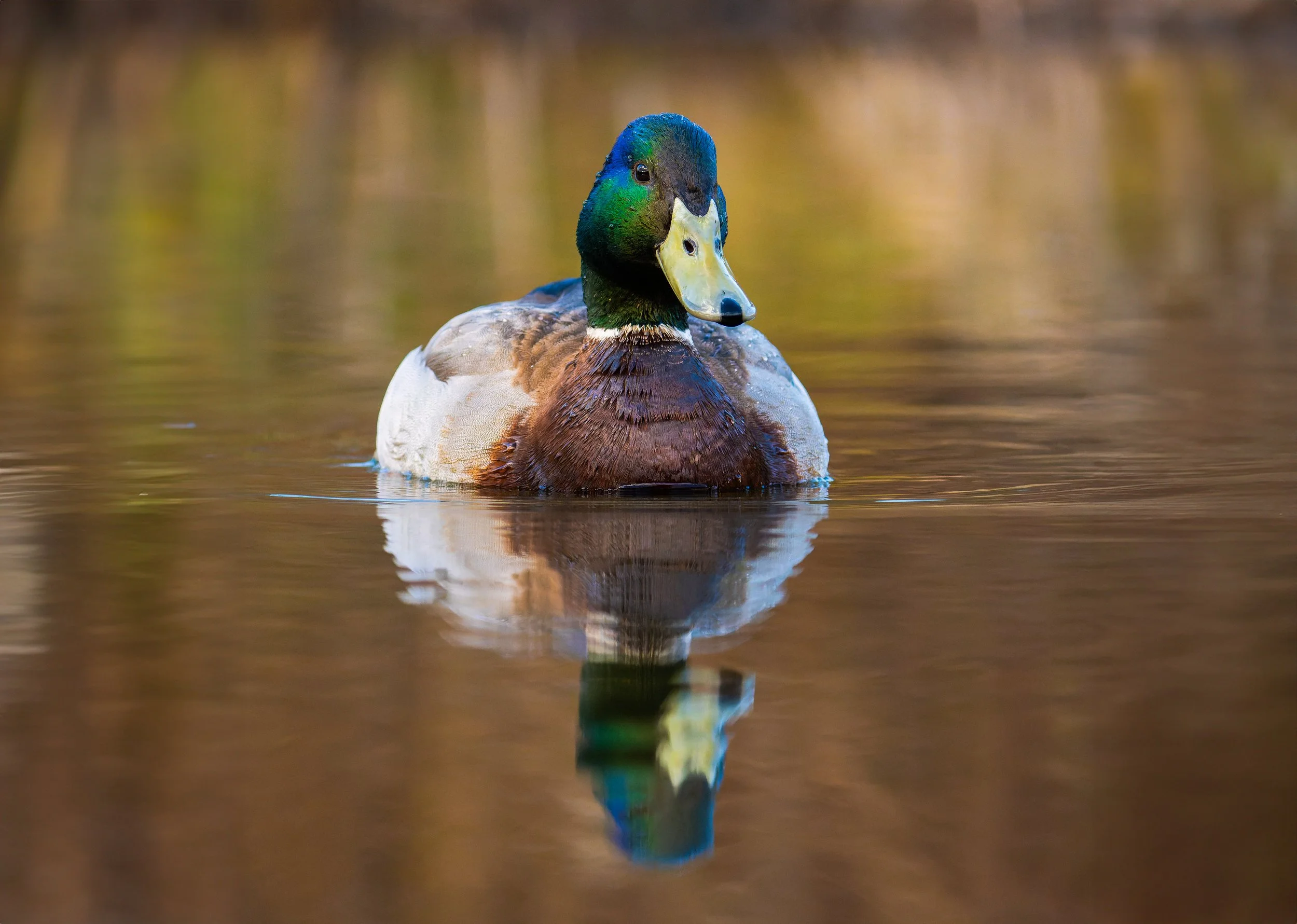 A male mallard duck swimming in calm water, showing its green head, yellow bill, brown chest, and white neck ring, with its reflection visible in the water.