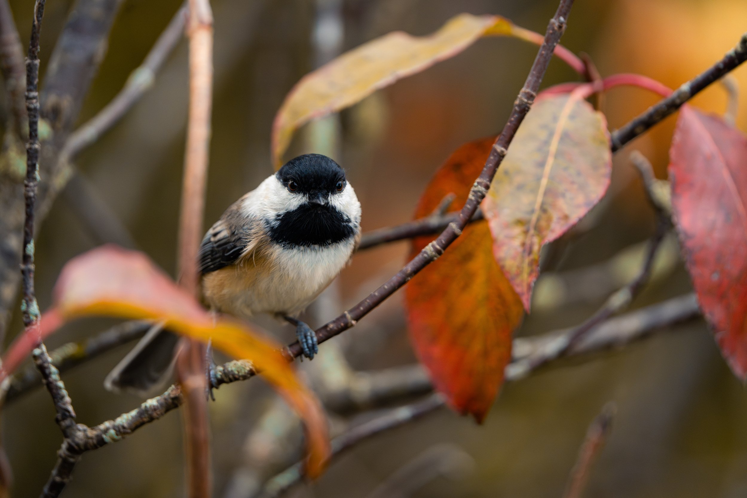 A small bird with black and white plumage perched among reddish-orange autumn leaves and thin branches.