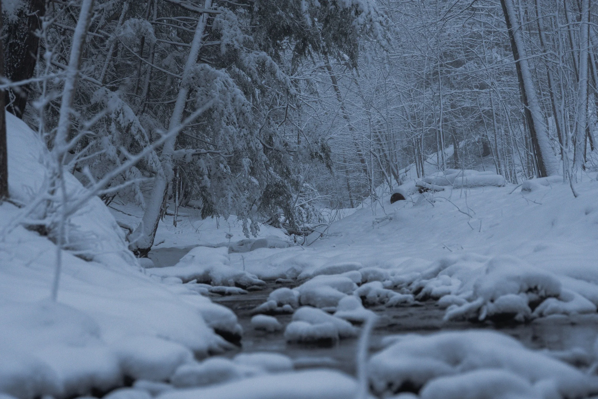 Snow-covered forest with trees and a small creek running through it.
