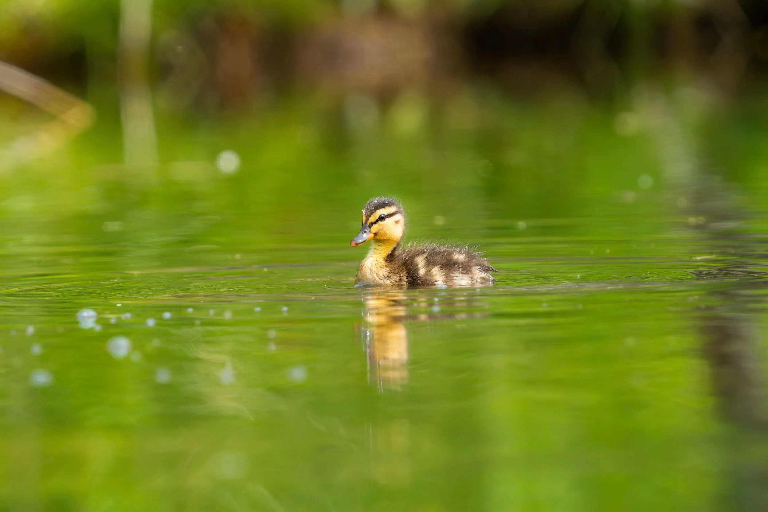 A duckling swimming in a pond with green reflections and blurred background.