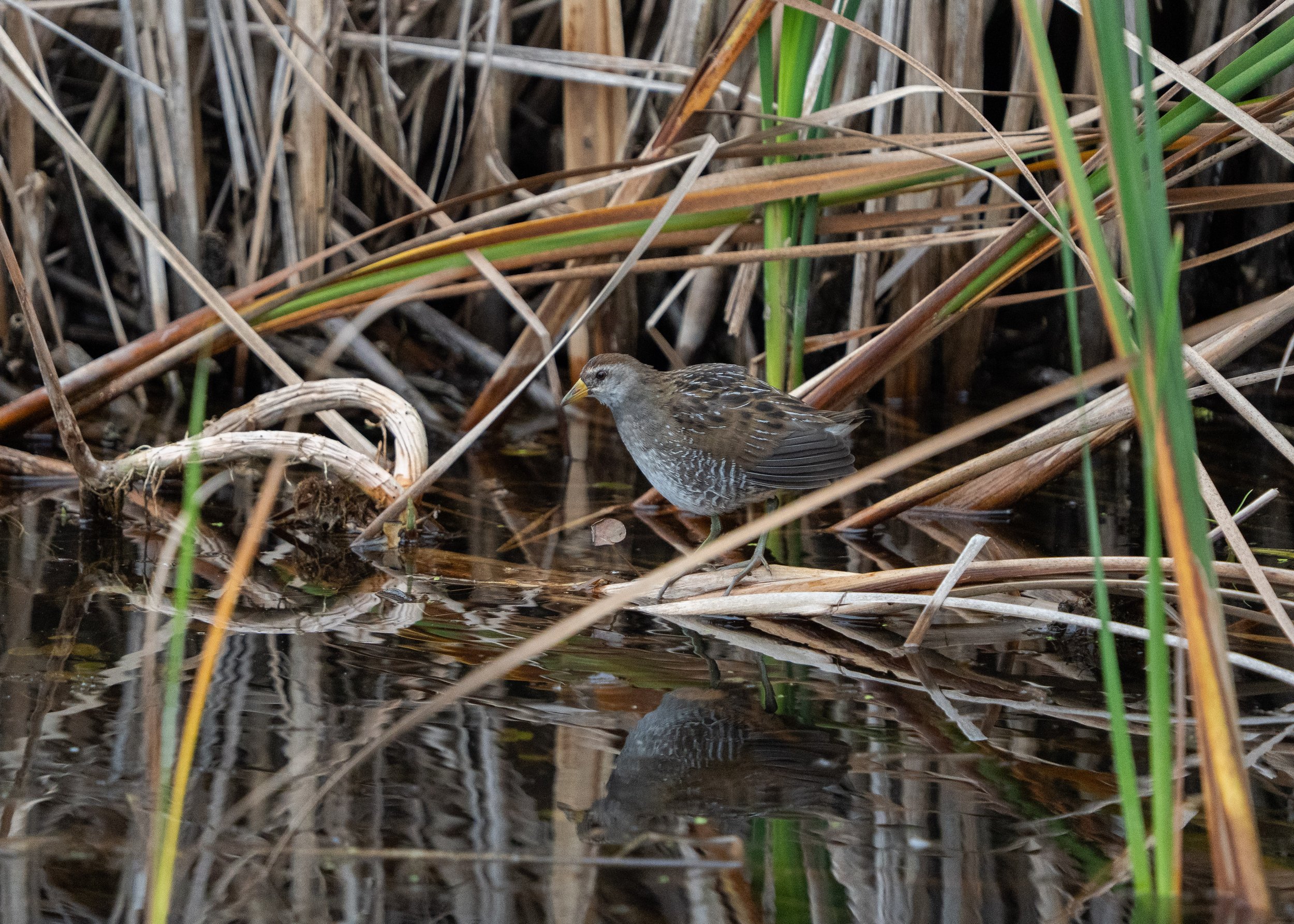 A small bird with brown and white streaked feathers, a yellow beak, and a yellow spot on its wing, standing among dried grass and reeds near water.